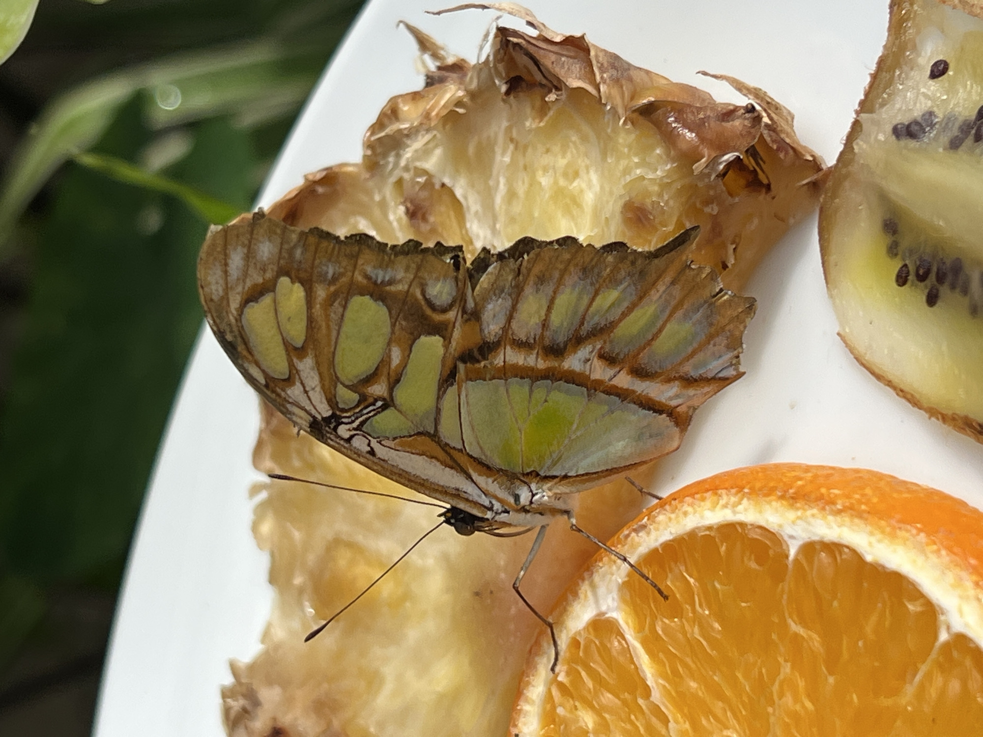 A butterfly is perched on a slice of orange, which is positioned on a white plate alongside pieces of pineapple and kiwi fruit. The scene appears to be outdoors, potentially in a garden setting. The butterfly's wings display a pattern of brown, green, and yellow hues.