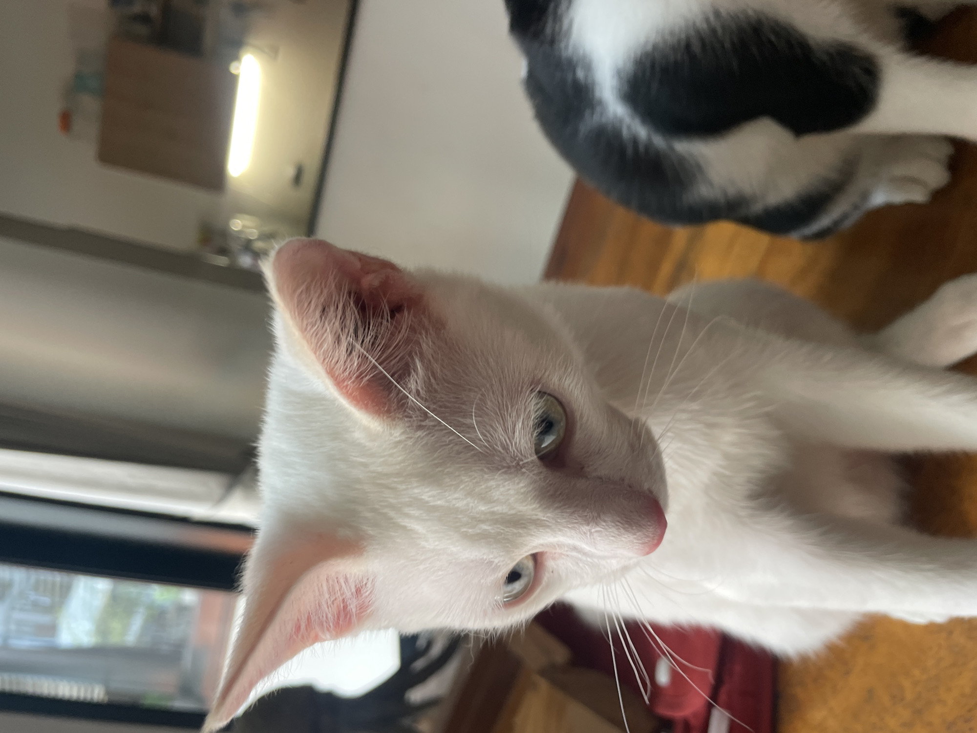 A close-up, indoor shot shows two cats on a wooden surface. The foreground cat is mostly white with pink ears and a pink nose, and faces toward the right, with its body extending down and away from the camera. Only the top portion of a second, black and white cat is visible in the upper right corner. A window is visible to the left, with blurry shapes visible outside. In the background, blurred, is a room, and a light. The image was taken in Denpasar, Indonesia.