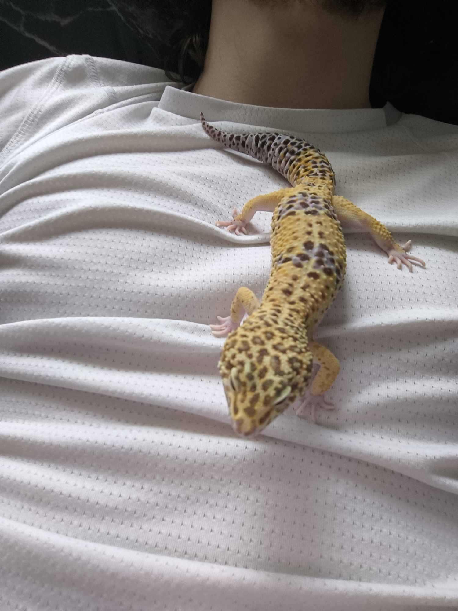 A yellow and brown spotted gecko is on a white textured shirt. The gecko is oriented diagonally across the center of the frame, with its head pointing towards the bottom left corner and its tail towards the top right. A person's neck and part of their shoulders are visible at the top of the frame. The background is dark and out of focus. There is no evidence to suggest the location is Chaikovsky, Russia.