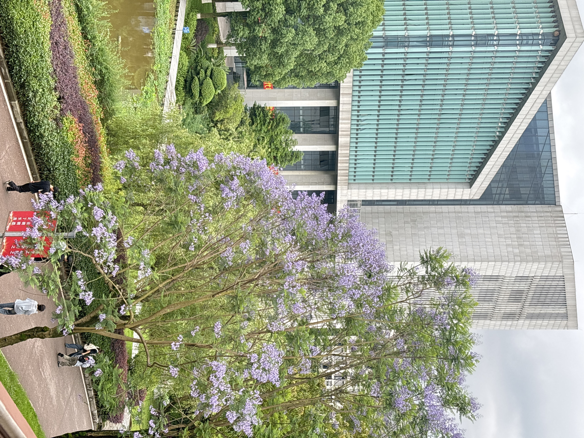 The image captures an outdoor scene in Jiangjin, China, featuring a jacaranda tree in full bloom with vibrant purple flowers taking center stage. The tree stands alongside a pedestrian walkway, where several people are walking. To the left, a neatly maintained garden bed displays a variety of plants in different colors. The building in the background is modern and architectural, with a combination of concrete and glass. A narrow body of water runs parallel to the walkway, adding to the landscape's charm. The sky appears overcast.
