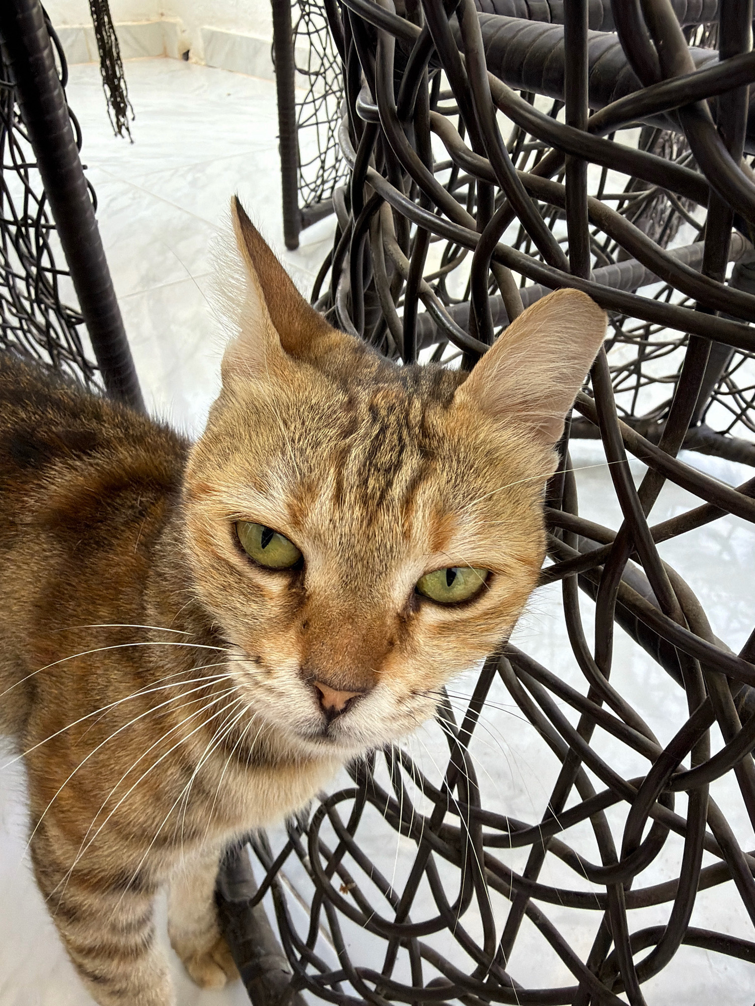 A close-up, eye-level shot shows a tabby cat with green eyes looking directly at the camera. The cat's fur is a mix of brown and tan with darker stripes. Its whiskers are long and white. The cat is partially obscured by a dark brown, woven wicker chair. The background is a light-colored tiled floor and what appears to be an outdoor patio setting, possibly in Sharm El Sheikh, Egypt, given the climate and commonality of such furniture. There are no people visible in the image.