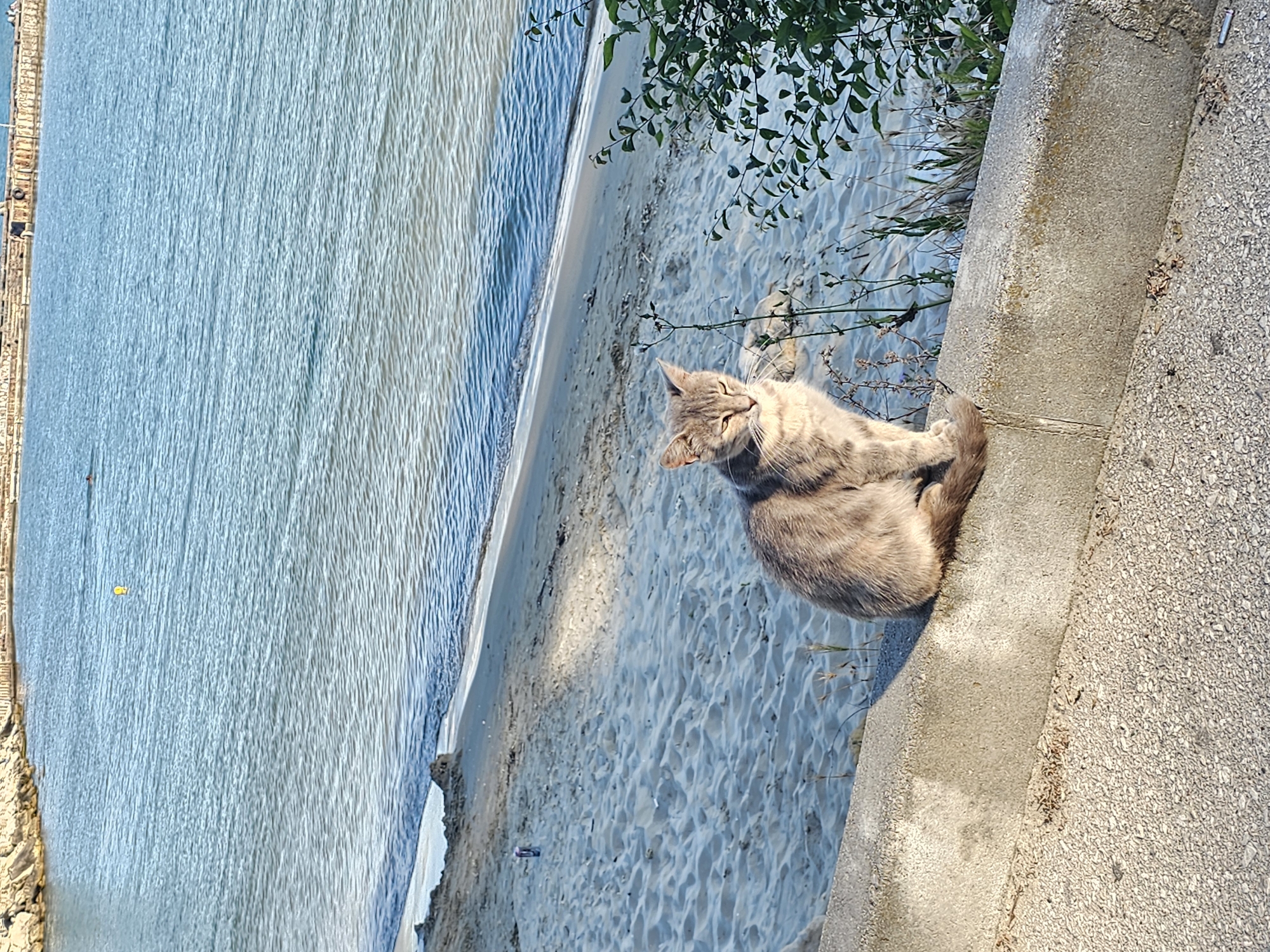 An adult, short-haired tabby cat with grey and light brown fur sits on a concrete ledge overlooking a sandy beach and a body of water. The cat is facing slightly to the right, with its eyes partially closed. The beach is sparsely populated, with some debris visible, including a single can. The water is calm with light waves and shows a yellow buoy. In the distance, a pier with several figures and structures is visible. The scene appears to be at a coastal location, possibly a beach in a city, captured during daylight.