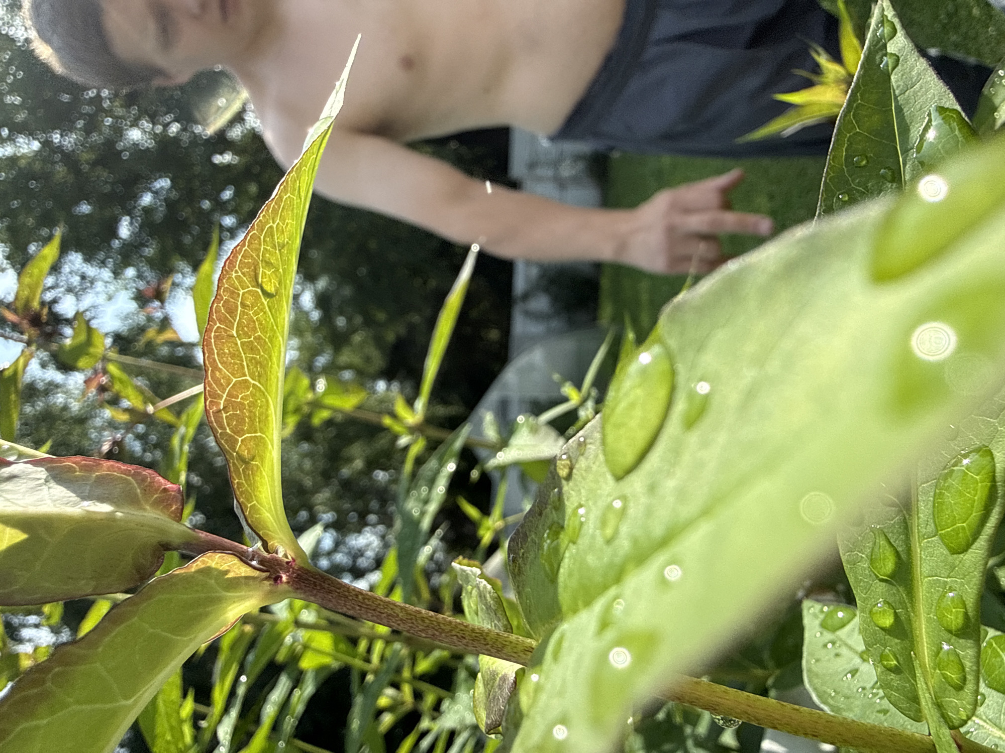 The image is a close-up shot of a green plant with water droplets on its leaves. In the background, a shirtless person with dark hair is visible, wearing dark shorts. The person's face is slightly blurred, and they are extending their right hand. The scene appears to be outdoors, possibly in a garden or backyard. The lighting suggests it is daytime, with sunlight filtering through the leaves. The background is out of focus, showing trees and a fence. There are no specific landmarks to identify the location as Dmitrov, Russia.