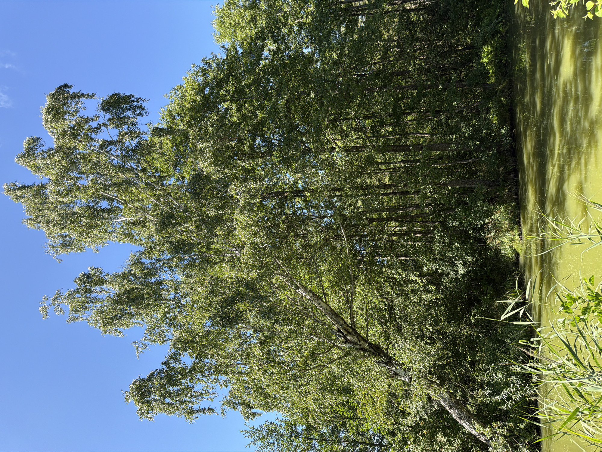 An outdoor, eye-level, medium shot captures a verdant scene dominated by a large, mature birch tree with a gracefully arching trunk that leans precariously over a calm, greenish body of water. The tree's branches, laden with lush green leaves, extend outward, reaching towards the bright, clear blue sky. Behind the prominent birch, a dense forest of various trees with dark trunks and thick green foliage forms a solid wall of vegetation, suggesting a natural or park-like setting. The water's surface is slightly rippled, reflecting the dappled sunlight that filters through the leaves, creating a play of light and shadow. In the foreground, tall green reeds and grasses line the water's edge, adding to the wild, untamed feel of the environment. The image appears to be taken on a sunny day, with no people or animals visible. The overall impression is one of natural beauty and tranquility.