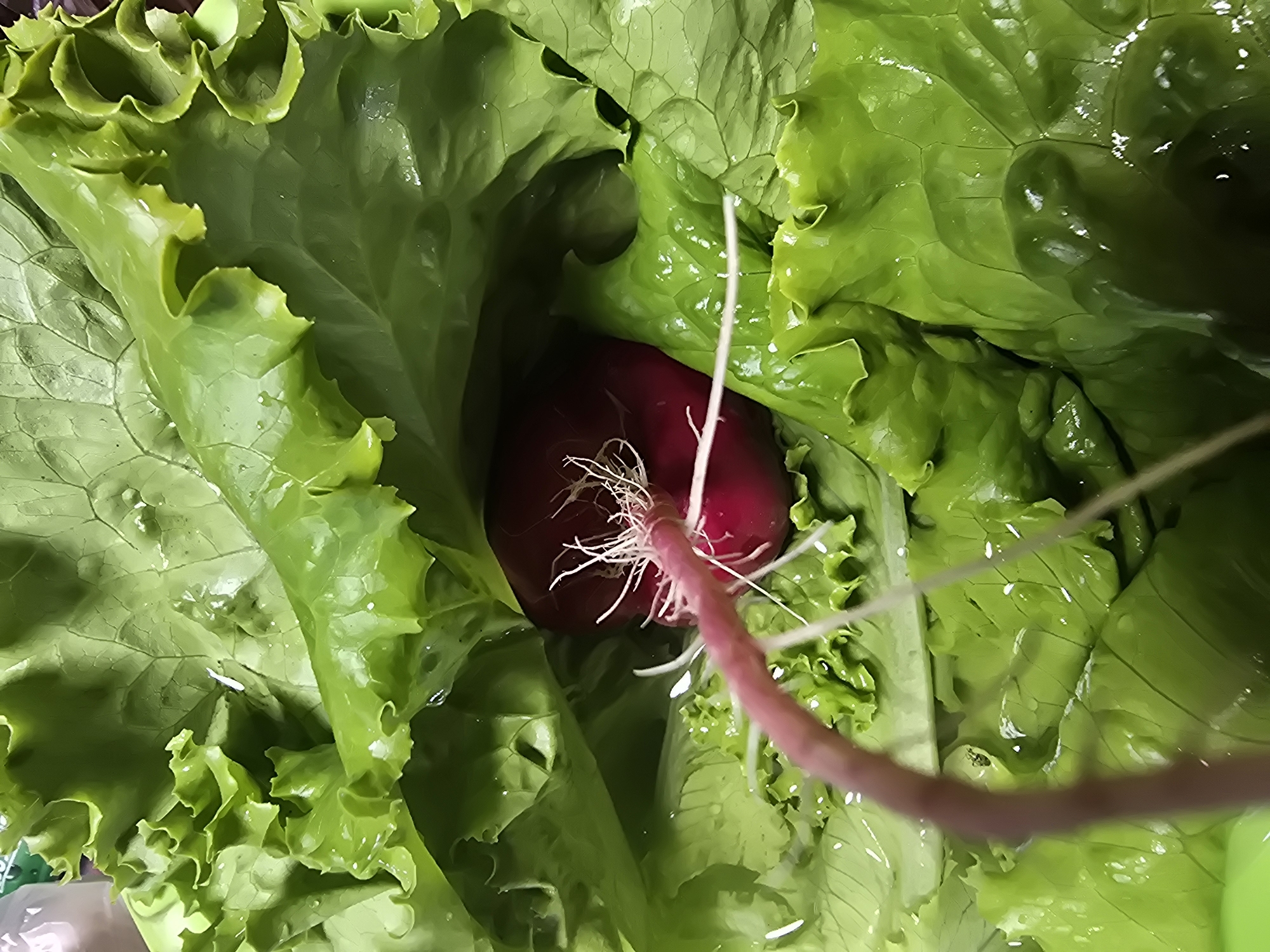 The image shows a close-up view of a radish with its green leaves and roots, nestled amongst fresh, wet lettuce leaves. The radish is a vibrant red color, with delicate white roots protruding from it. The lettuce leaves are bright green and have a glistening, dewy appearance, suggesting they have recently been washed. The scene appears to be domestic, likely in a kitchen setting where the vegetables are being prepared for consumption. The lighting is natural, highlighting the textures and colors of the produce. The background is out of focus, drawing all attention to the central subject matter. There are no people visible in the image, and the focus is solely on the freshness and visual appeal of the vegetables. The location of Ермолаево, Russia is not evident from the image itself and is a piece of information provided outside of the visual content.