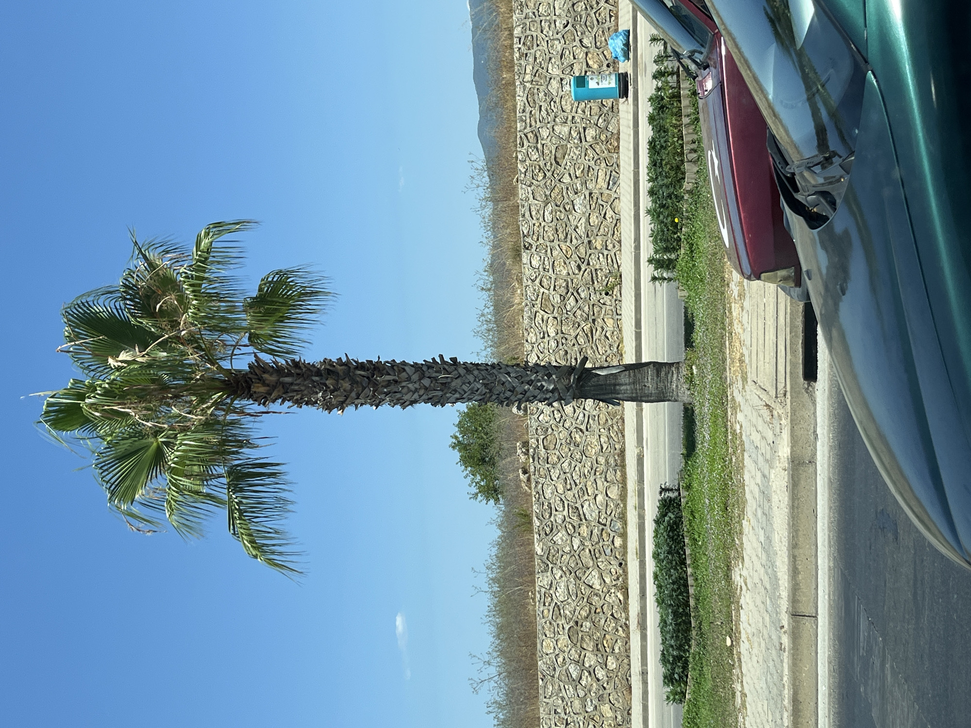 The image depicts a scene in Alanya, Turkey, dominated by a tall palm tree in the center. The sky is a clear, bright blue, suggesting a sunny day. In the background, a textured stone wall runs horizontally, with dry, wispy vegetation and some green trees above it. Beyond the vegetation, distant hills are visible.
In the foreground, a paved sidewalk and a street are visible. There are two cars in the foreground, partially obscuring the view. The car closest to the viewer is a dark green metallic color, and the car behind it is a maroon color. The maroon car has a white crescent moon and star symbol on its hood.
To the right of the palm tree, near the stone wall, there is a teal trash receptacle and a blue plastic bag on the ground. Green bushes and grass line the edge of the street. The overall impression is a roadside scene in a warm climate.