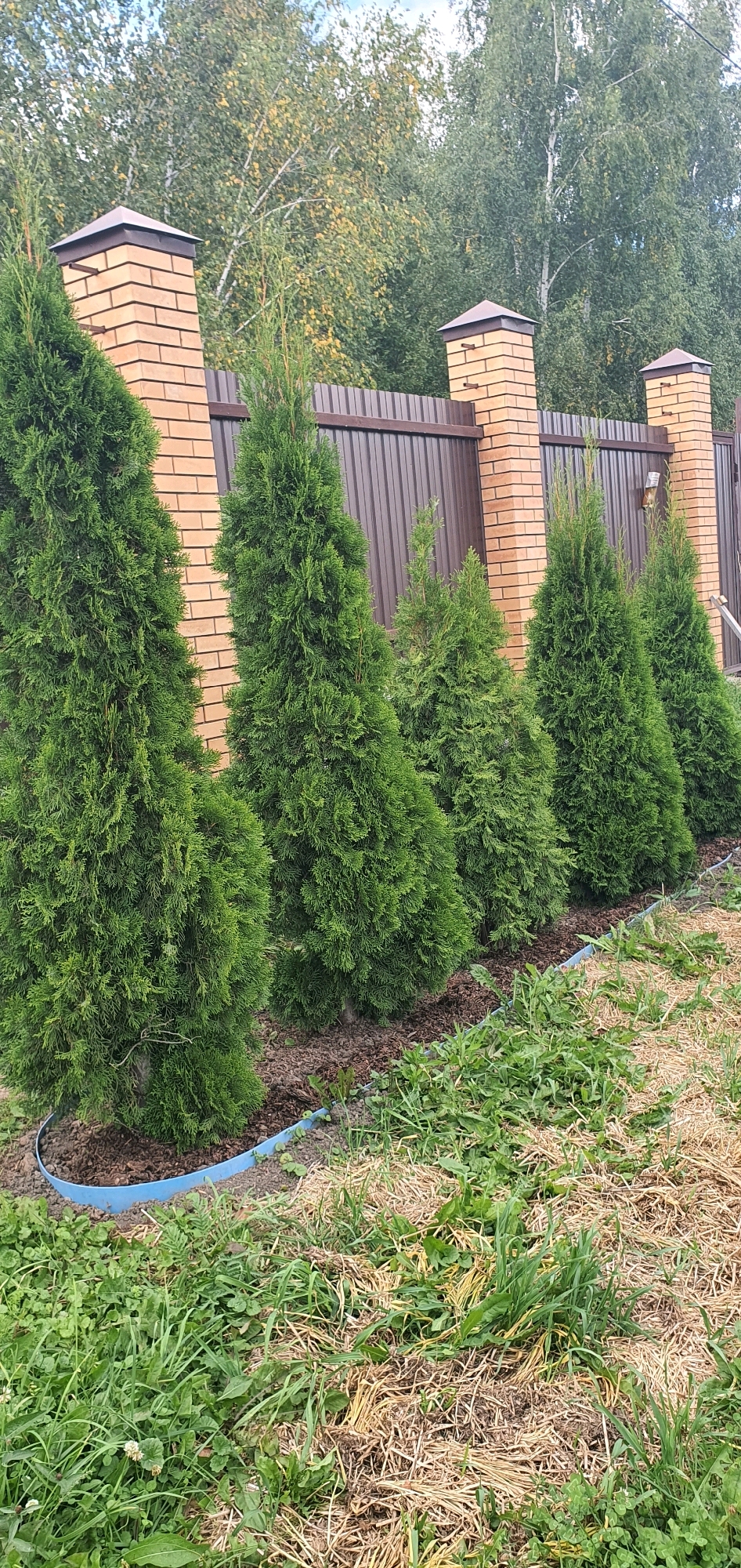 This image depicts a residential fence in Chastoe, Russia, characterized by brick pillars topped with dark caps and a corrugated metal fence. Lined up in front of the fence are several evergreen trees, appearing to be Arborvitae, of varying heights. They are planted in mulch, with a blue plastic edging defining the garden bed. The foreground consists of a mix of dry grass and green weeds, suggesting a rural or suburban setting. The background shows a dense canopy of trees, likely deciduous given the hints of yellow foliage, and a blue sky with some clouds. No people are present in the scene.