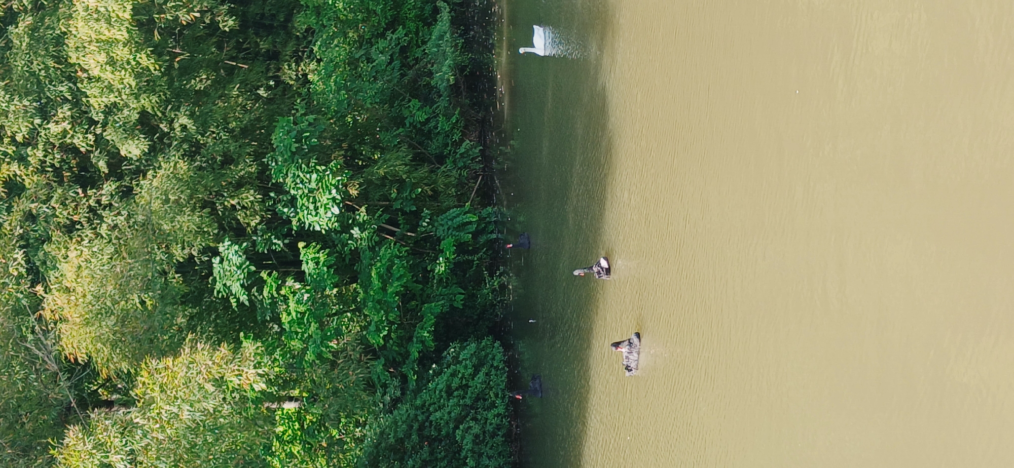 An aerial perspective captures a scene dominated by a body of water and lush green foliage. The image is rotated clockwise, presenting dense green trees and shrubs along the left edge, bordering a wide expanse of brownish-yellow water on the right. Several small boats and objects are visible on the water. Near the top-left corner, a white, swan-like figure or paddle boat floats close to the vegetation. Further down, two dark, possibly black swan-shaped vessels are also near the shore. In the mid-right section of the water, two larger, seemingly makeshift boats are visible, each with one or two individuals onboard. These boats create subtle wakes as they move across the water, indicating active navigation. The activity suggests recreational boating or leisure on the water. The scene is brightly lit by daylight, and the water's distinct brownish-yellow color could indicate sediment or local water characteristics. This appears to be a natural or park-like setting, likely a lake or river, located within the Chongqing High-tech Zone, China. No text is visible in the image.