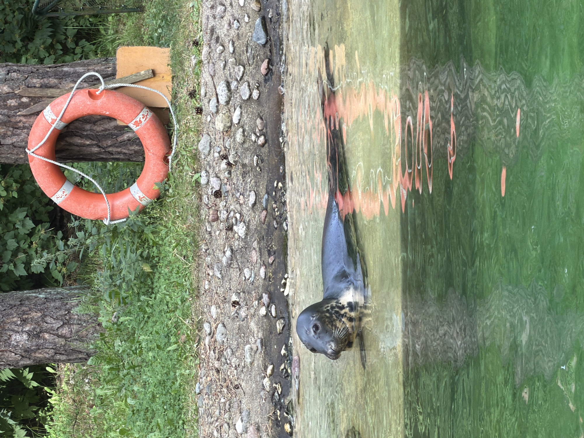 A seal is partially submerged in shallow, clear green water. The seal's head and upper body are visible, with its dark grey fur speckled with lighter grey spots. Its eyes are open, and it appears to be looking slightly to the left. The water's surface is calm, with reflections of an orange life preserver and trees visible. The background consists of a rocky shoreline with green grass and trees. A red and white life preserver with a rope is leaning against a tree trunk. The overall scene is natural and appears to be a waterfront area. This image was taken in Riga, Latvia.