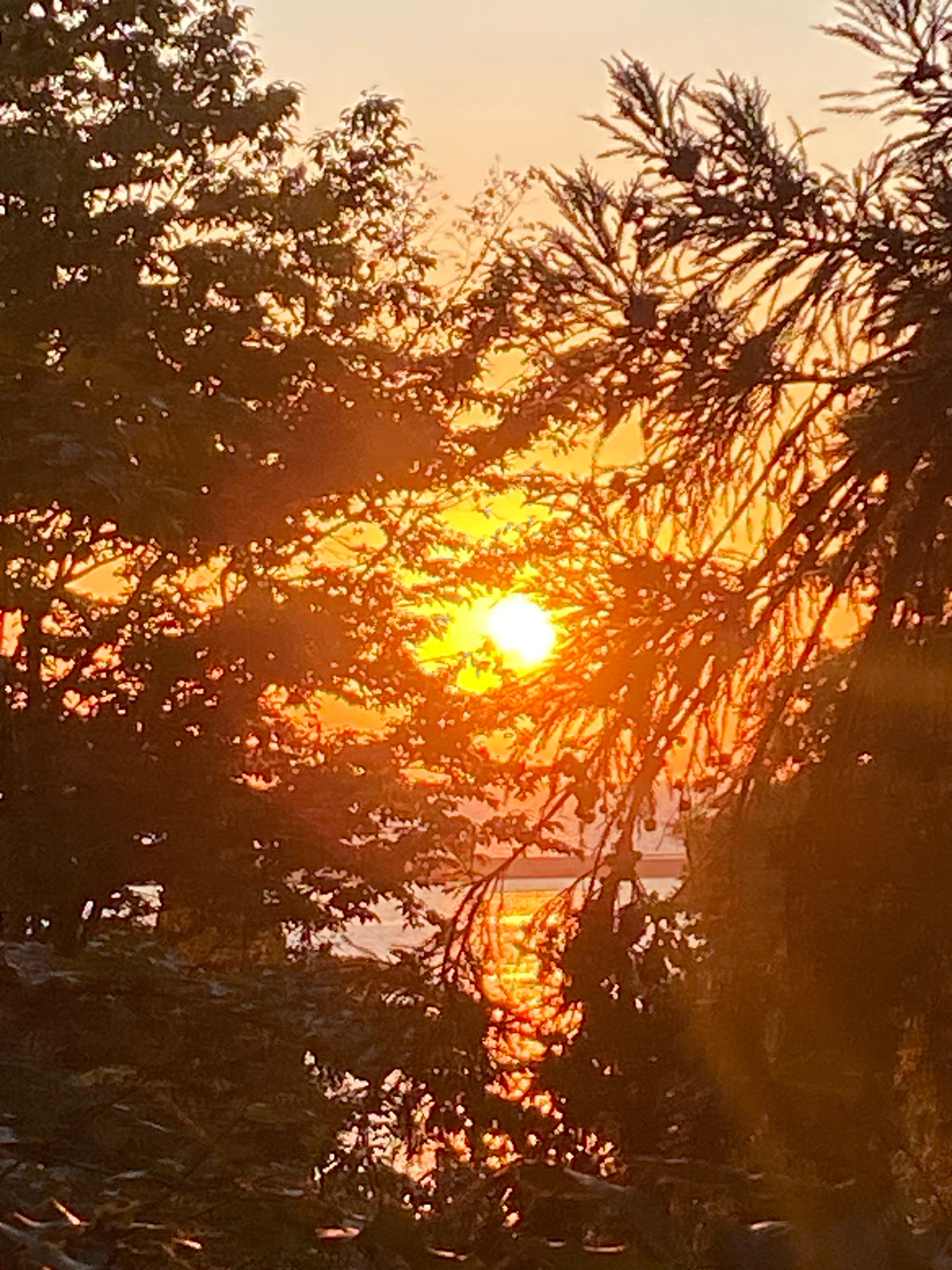 The image depicts a sunset viewed through trees in Sochi, Russia. The sun, a bright orb of yellow and orange, is partially obscured by the dark silhouettes of foliage. Sunlight filters through the leaves, creating a dappled effect and illuminating the water in the background with a golden reflection. The sky transitions from a soft orange near the horizon to a lighter hue at the top. The foreground is dominated by the dense branches and leaves of trees, casting shadows and framing the central view. No people or specific structures are clearly identifiable beyond what appears to be the distant glimmer of structures on the opposite shore.