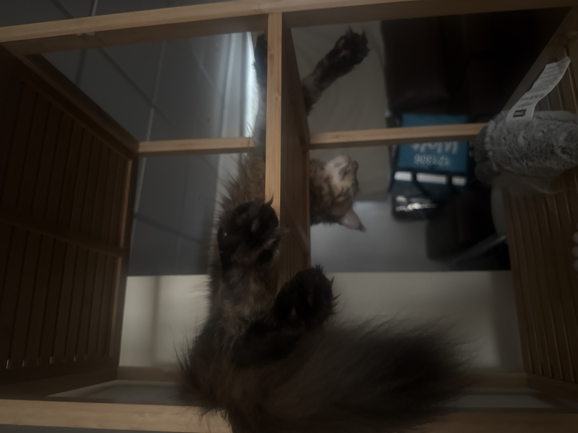 The image shows a brown and black cat with long fur playing inside a wooden shelving unit. The cat is positioned upside down, with its paws extended and claws visible. Its body is mostly obscured by its fur and the shelving unit. The setting appears to be indoors, possibly a home, with the shelving unit made of light-colored wood and featuring vertical slats on the side panels. In the background, there's a glimpse of what looks like a wall and possibly other furniture. A gray, fuzzy object, possibly a toy, is also visible in the upper right corner. There is some text on a white tag attached to this object, but it is not legible. The lighting suggests it might be daytime, but the interior setting makes it difficult to determine the exact time of day or weather conditions. The cat's playful posture and extended claws indicate an active, possibly playful, moment.
