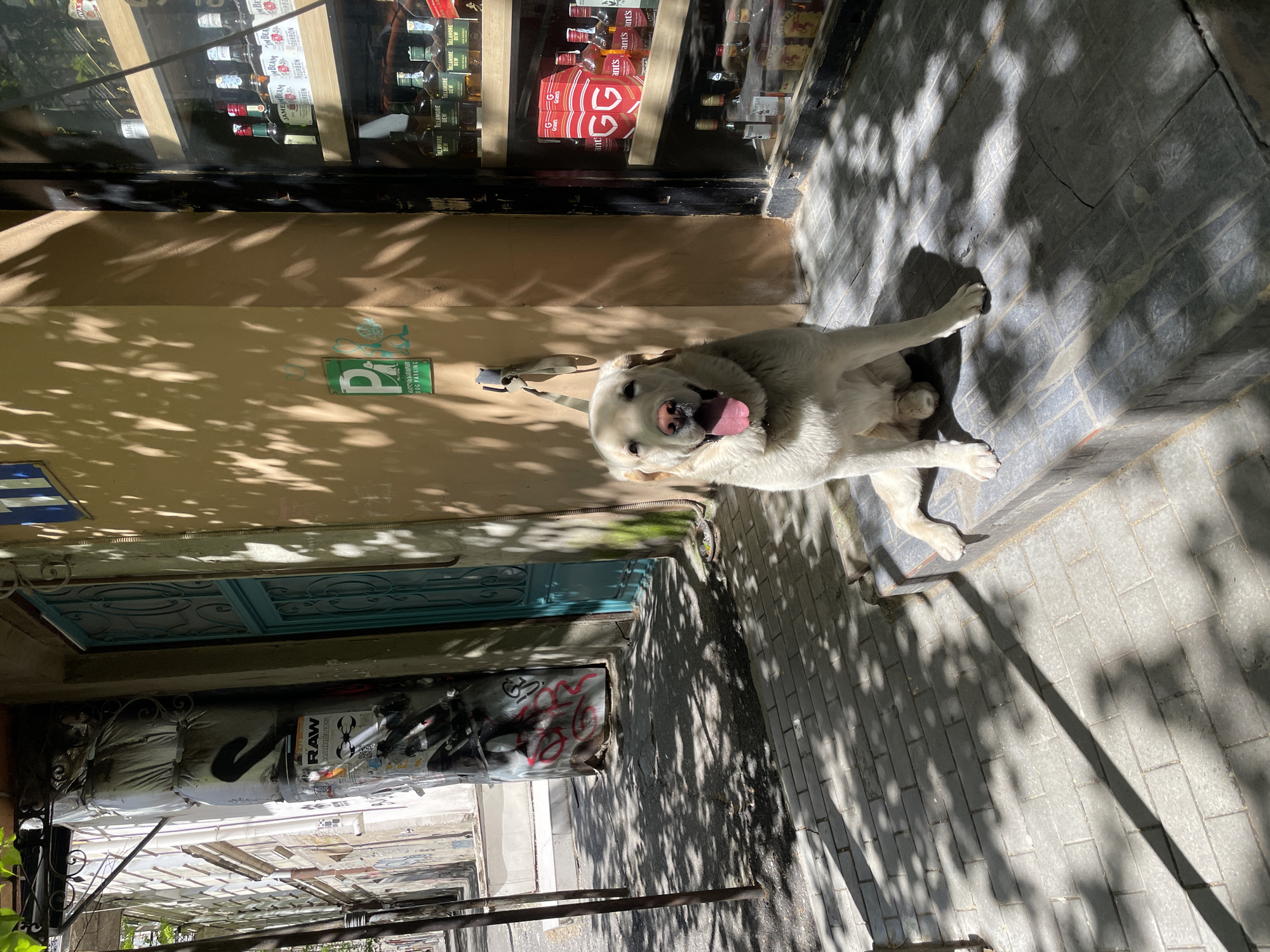 A friendly-looking white dog, possibly a Labrador Retriever, is the central subject of this outdoor image. The dog is resting on a raised stone step or curb, looking up towards the camera with its mouth open and tongue out, panting.
The setting appears to be a sunny street or sidewalk. Strong, dappled shadows from overhead foliage are cast across the light brown wall, the dog, and the grey tiled pavement, indicating a bright day, likely warm given the dog's panting.
Behind the dog, a shop window displays numerous bottles of spirits, including visible brands like Tullamore Dew whiskey, Jameson, and Jim Beam bourbon, alongside Grant's. To the left of the dog, on the wall, a green sign is affixed, clearly stating "DOG PARKING" with a white dog icon. Other text visible on the wall includes a partial Russian phrase, "клость выратав," and a prominent "P" symbol. Below the wall and further into the background, a distinct light blue door with intricate metalwork is visible, and beneath that, the wall is covered with graffiti and posters, with "RAW HAIRCUTS" being legible. Metal railings are also present in the lower left portion of the frame.
No people are visible, and the dog appears content and relaxed. The scene captures a vibrant street corner in an urban environment, with the provided context indicating the location is Tbilisi, Georgia.