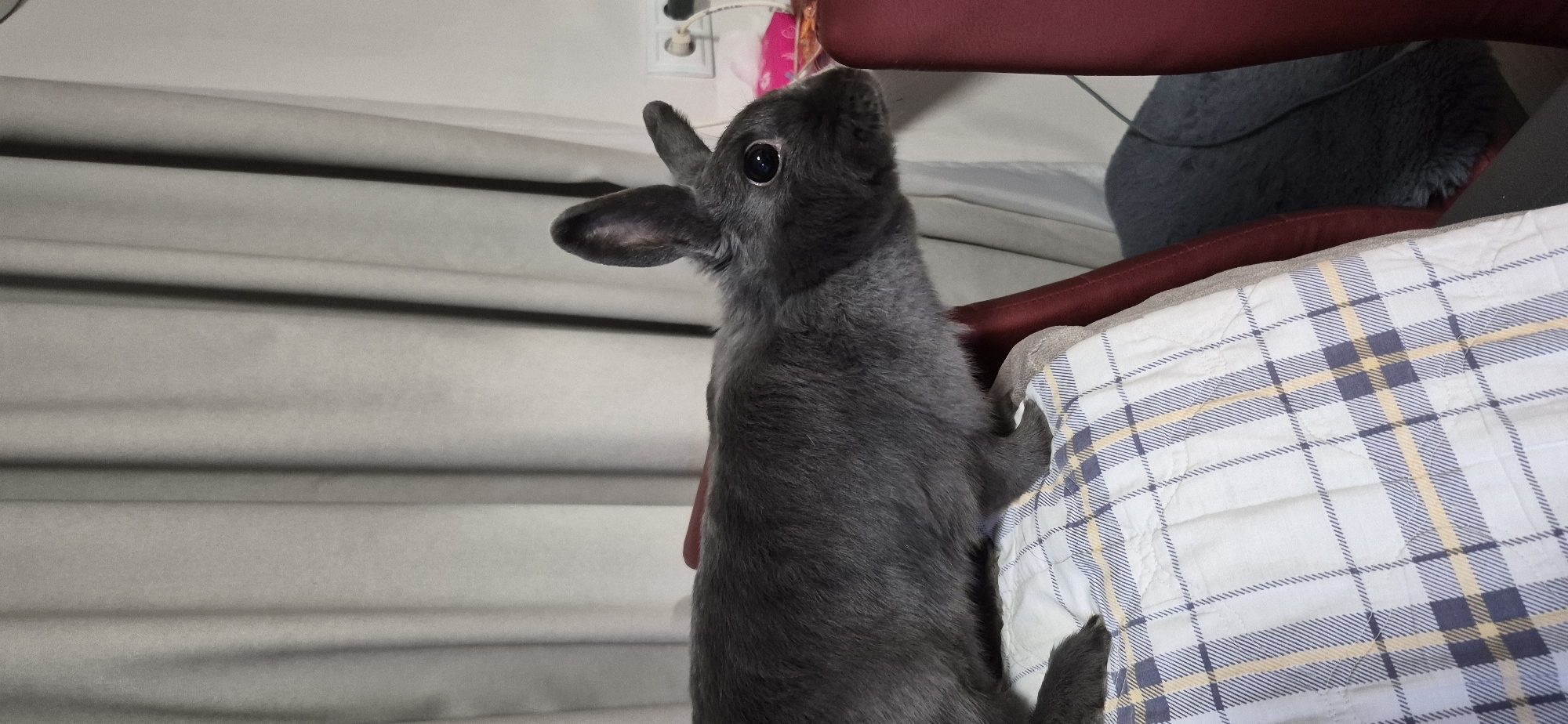 A medium shot captures a gray rabbit on a blanket. The blanket is white with a plaid pattern of blue, yellow, and white stripes. The rabbit is facing to the right and is mostly in profile. The rabbit has dark eyes and large ears. The background is out of focus and appears to be a room with gray curtains and a red chair. The image is taken from a slightly elevated angle. There is a power outlet visible on the wall in the background. The image does not provide any information that would allow for its location to be determined in Ussurijsk, Russia.