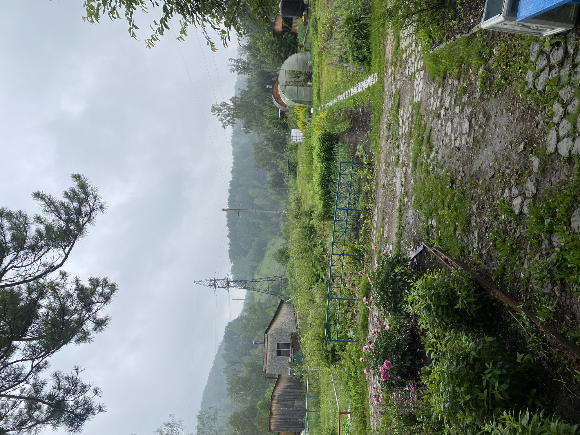 The image depicts a garden area with a variety of plants and structures, likely located in Berëzovaya Roshcha, Russia. In the foreground, several bushes with pink peonies are in bloom, with more greenery and a cobblestone path extending into the middle ground. A blue metal fence separates a cultivated garden area with rows of plants from the path. Further back, there are several wooden sheds or buildings, a greenhouse, and a tall electricity pylon visible against a backdrop of dense, green, hilly forest under an overcast sky. The ground appears damp, suggesting recent rain.