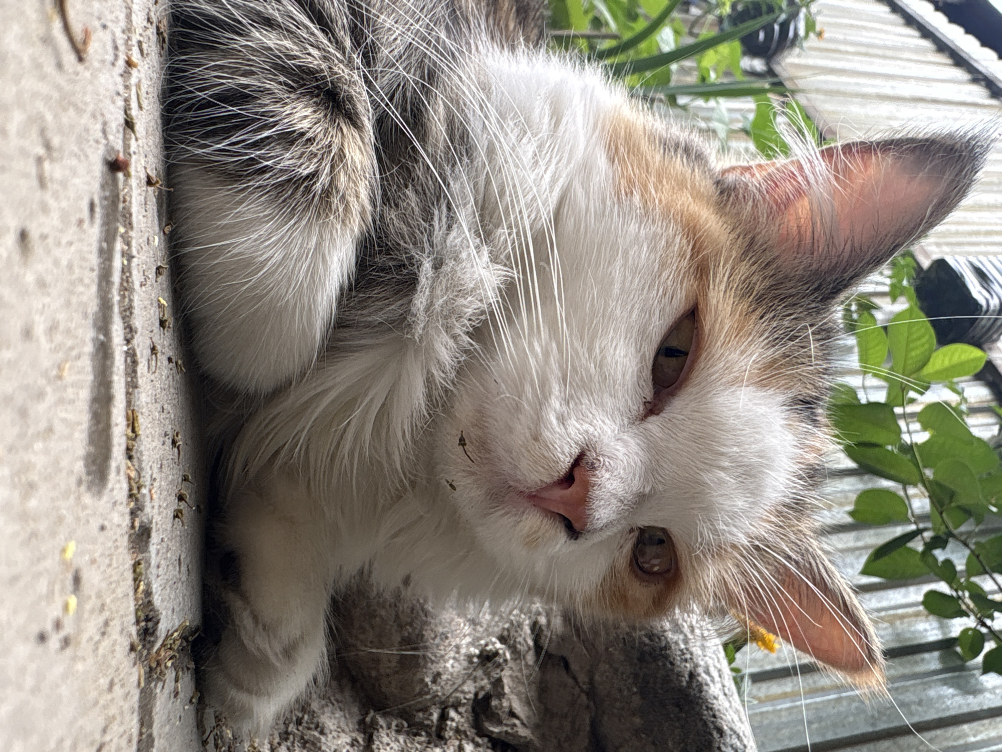 A calico cat lies on a concrete surface, with its head resting on a textured grey rock. The cat's fur is a mix of white, brown, and orange. Its eyes are a light brown, and its nose is pink. The background shows green foliage and a white corrugated fence. Small pieces of debris are scattered on the concrete surface around the cat. The scene appears to be outdoors, possibly in a courtyard or garden, within the city of Almaty, Kazakhstan.