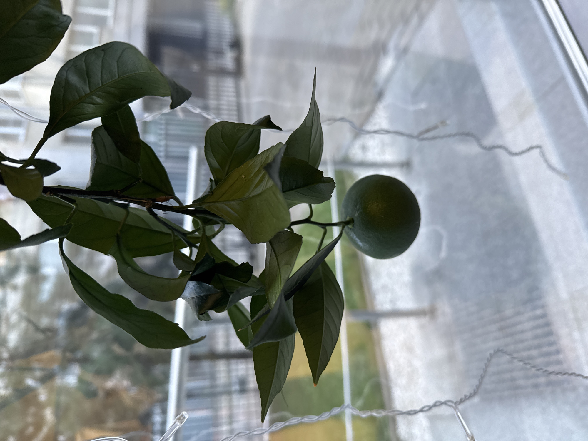 A single, unripe, dark green citrus fruit hangs from a leafy branch against a blurred background of a building and a window. The branch, with several dark green leaves, is partially illuminated, with some leaves appearing glossy. Thin, white string lights are draped across the scene, some in focus and others blurred. The background suggests an indoor setting looking out onto an urban environment.