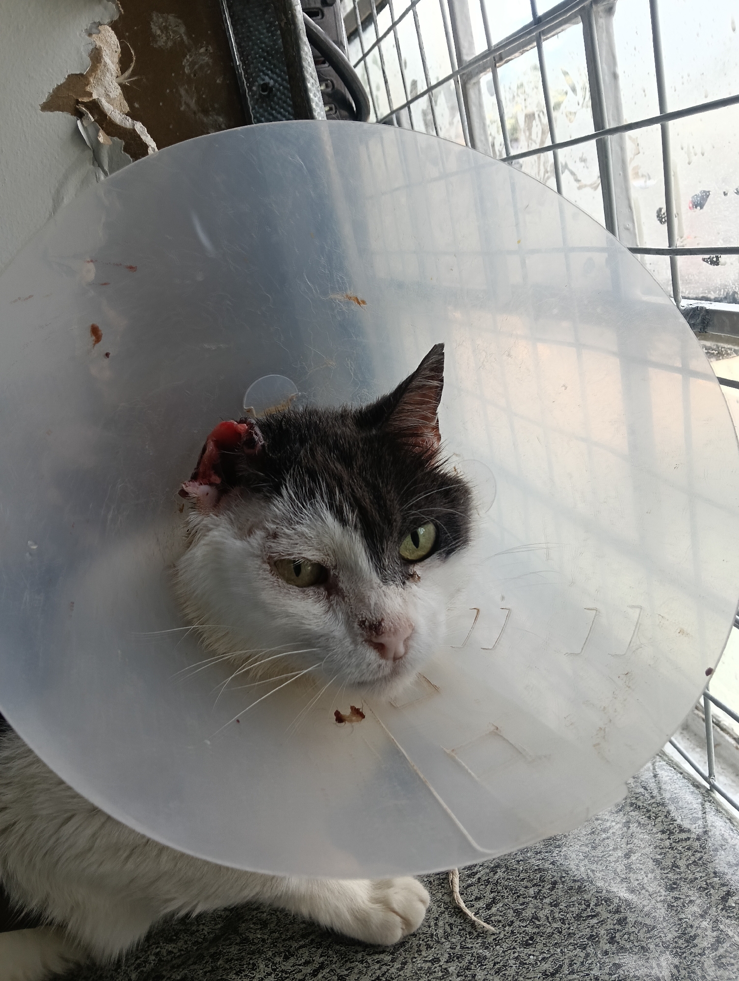 A black and white domestic cat is positioned indoors, centered in the frame, wearing a transparent plastic Elizabethan collar (e-collar). The cat has prominent injuries, including a severe, red, and swollen lesion on its left ear, consistent with tissue damage. Dried reddish-brown material, likely blood, is visible on the e-collar and around the cat's muzzle. Its left eye appears partially closed or squinted. The cat's fur is primarily white on its face, chest, and visible front paws, with dark grey or black fur on the top of its head and right ear. Its eyes are green. The cat is situated on a speckled grey and white tiled or linoleum floor. In the background, a window secured with vertical and horizontal metal bars is visible, with a brightly lit, blurred outdoor scene beyond. To the upper left, a white wall shows significant damage with peeling paint, exposing a light brown underlayer or plasterboard. A dark, textured object is partially visible behind the cat's head near the damaged wall. No people are visible. The scene is located within a building in Nairobi, Kenya.