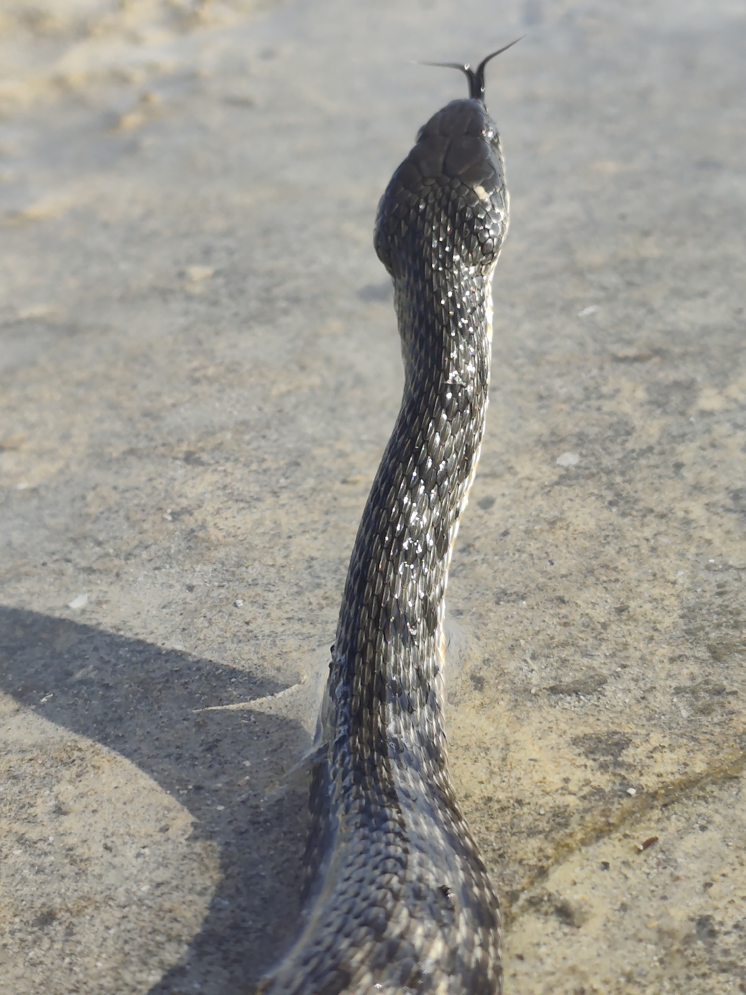 A close-up shot shows the head and neck of a dark-scaled snake as it emerges from shallow, muddy water onto a sandy or rocky surface. The snake's head is facing away from the viewer, with its forked tongue flicking out. The scales on its neck are glistening, reflecting the sunlight. A shadow of the snake is cast on the surface to its left, suggesting the light source is from the right. The background is a blur of light brown and grey, indicating a natural outdoor setting. The shallow water appears slightly murky and reflects the grey tones of the ground. The overall impression is one of a reptile in its natural habitat, possibly sensing its surroundings. There is no visible text in the image. The lighting suggests it is daytime, likely outdoors in an arid or semi-arid environment given the sandy ground and shallow water, consistent with the provided location context of Saiyn Şapağatov, Kazakhstan.