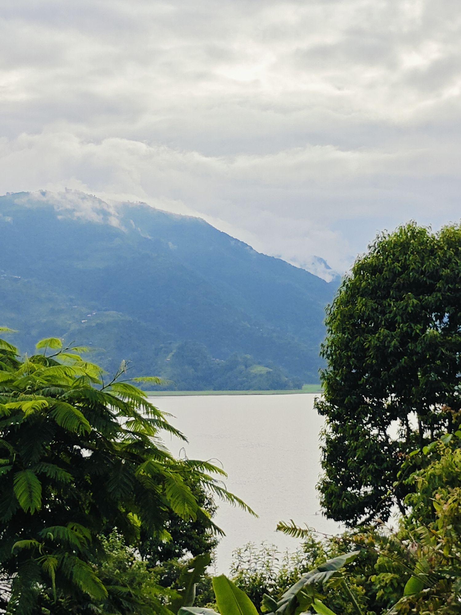 This is a vertical, medium-shot landscape photograph captured from an elevated viewpoint, likely looking out over a body of water towards a mountain range. The foreground is dominated by lush green foliage, with large, feathery leaves from a tree on the left side partially obscuring the view, and a dense cluster of trees on the right. The midground features a wide, calm expanse of light-colored water, possibly a lake, reflecting the overcast sky. Beyond the water, a large, verdant mountain rises, its slopes covered in dense vegetation. Wisps of mist cling to the upper reaches of the mountain, softening its outline and creating a moody atmosphere. The sky is overcast with layers of soft, diffused clouds, with hints of brighter light breaking through in the upper right quadrant. The scene evokes a sense of tranquility and natural beauty, typical of the landscapes found around Pokhara, Nepal, known for its stunning views of the Annapurna mountain range and its beautiful lakes, such as Phewa Lake. There are no people or discernible man-made structures in the immediate visible area, emphasizing the natural environment.