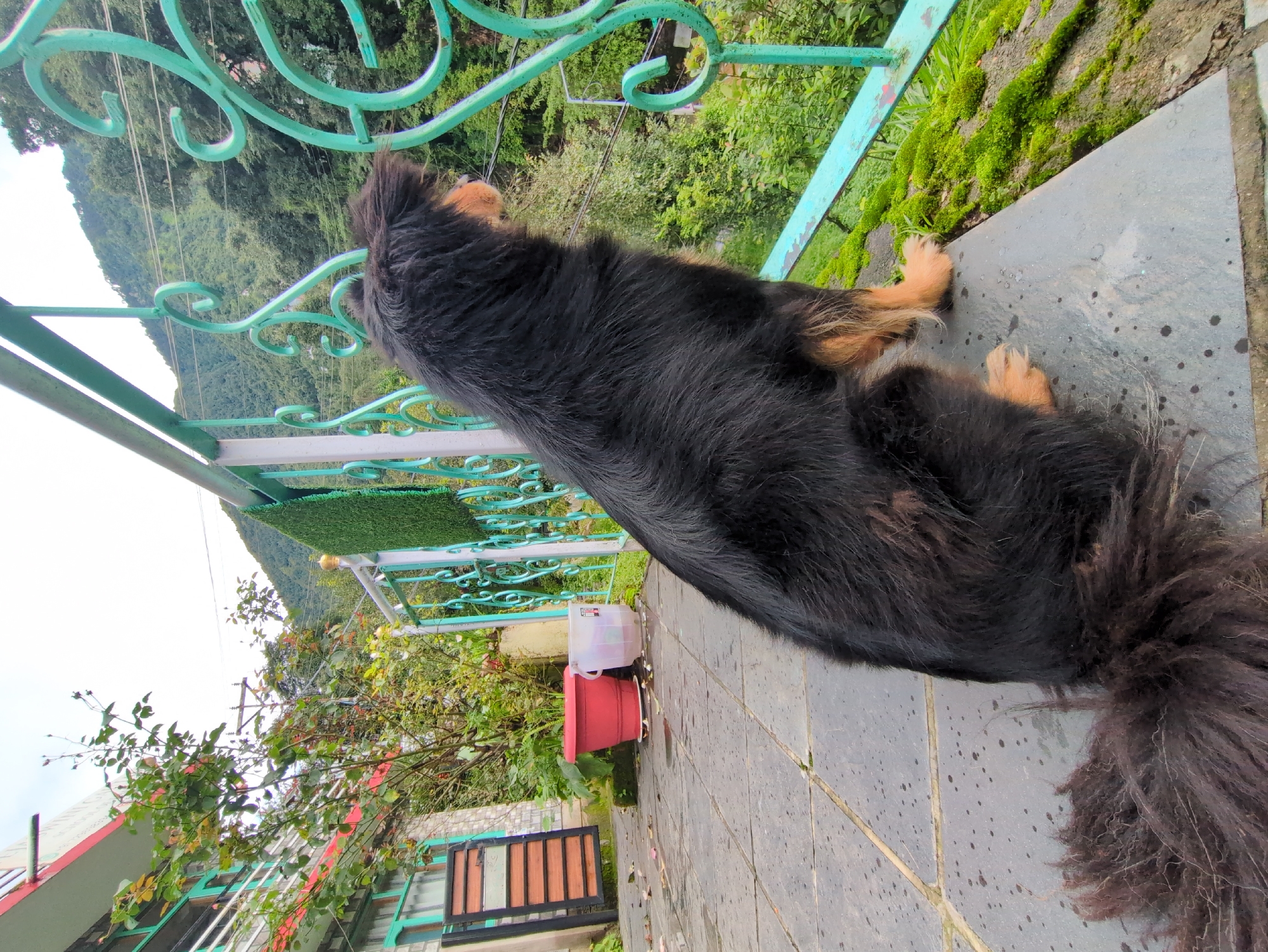 A fluffy black and tan dog sits on a tiled balcony, facing right and looking out at a lush green mountainous landscape. The dog has a long, bushy tail that trails behind it. The balcony has a teal-colored metal railing with decorative scrollwork. To the left of the dog, a portion of a building is visible, with windows and a red-trimmed balcony. Two large planters, one red and one white, sit on the balcony floor. The ground is wet, suggesting recent rain. The background is dominated by dense green trees and a cloudy sky. The scene appears to be in a hilly or mountainous region of India, possibly in or near Haini, given the architectural style and natural surroundings.