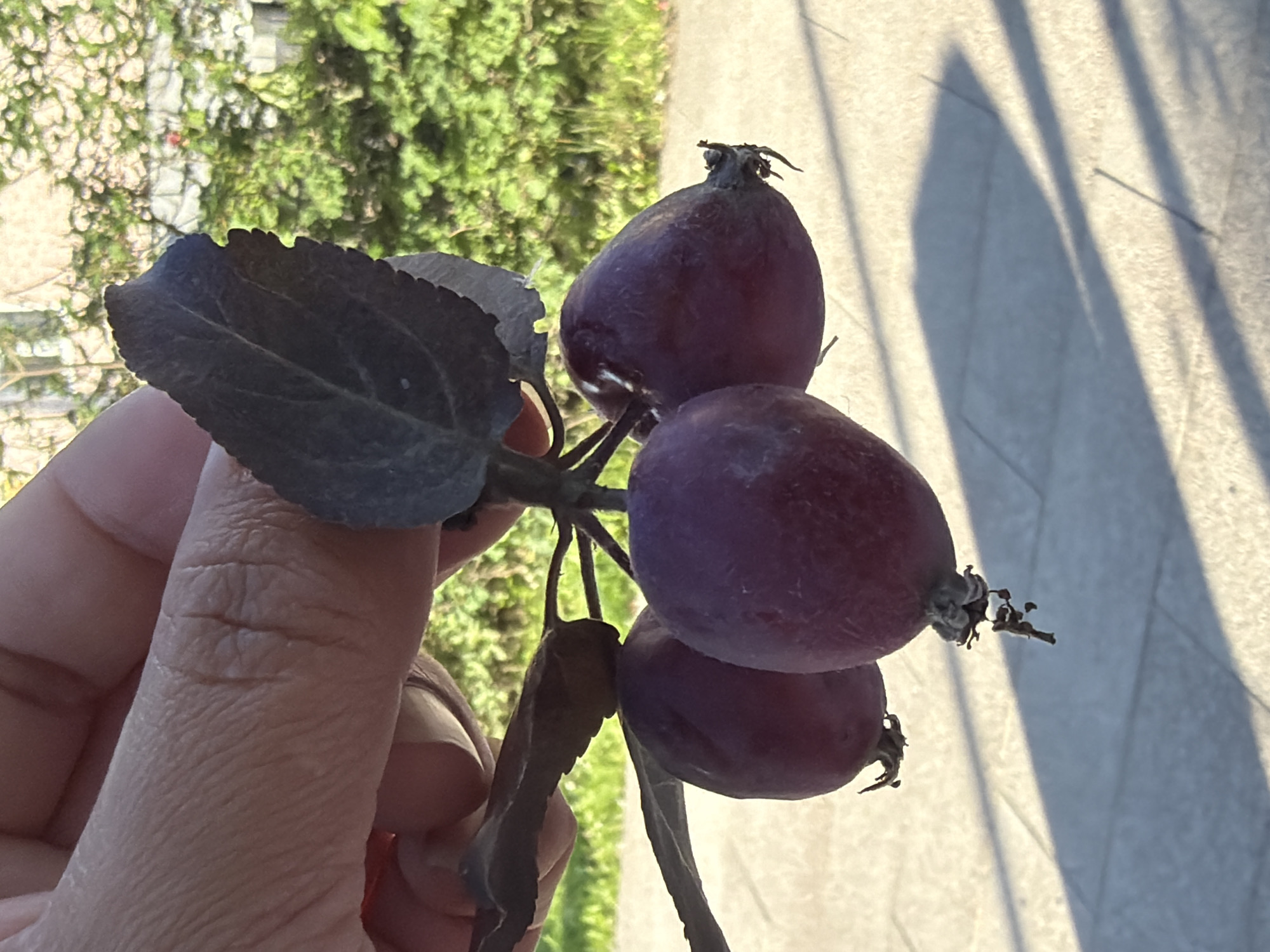 A person's hand is holding a cluster of small, dark purple berries attached to a stem with a dark leaf. The berries are round and have a slightly matte finish. One berry is slightly out of focus at the top of the cluster, while three are more prominent. The leaf is a deep purple-black color and has serrated edges. The background is blurred, with a hint of green foliage and a light-colored, tiled surface with long shadows. The shadows suggest it is either morning or late afternoon. The lighting is bright and sunny, casting distinct shadows. No text is visible in the image.
