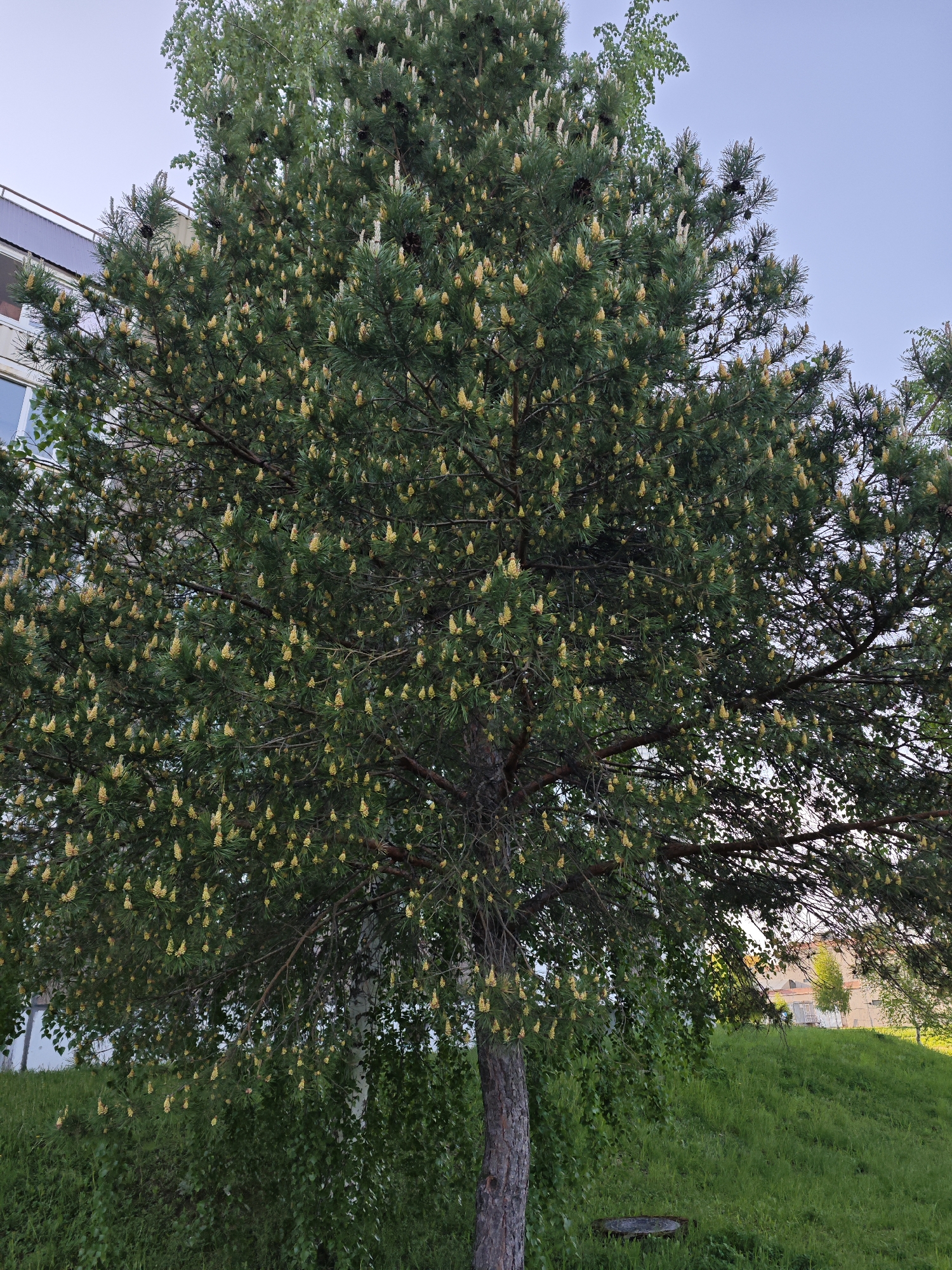 A medium-sized pine tree stands in front of a building on a grassy area, possibly in the city of Марковский, Russia. The tree is densely covered with green needles and numerous small, yellow pollen cones. Several dark brown pine cones are visible near the top of the tree. Behind and around the pine, there are birch trees with green leaves. The grass is neatly cut and covers the gentle slope. The building in the background is light-colored with some visible windows and architectural details. The sky is pale blue.