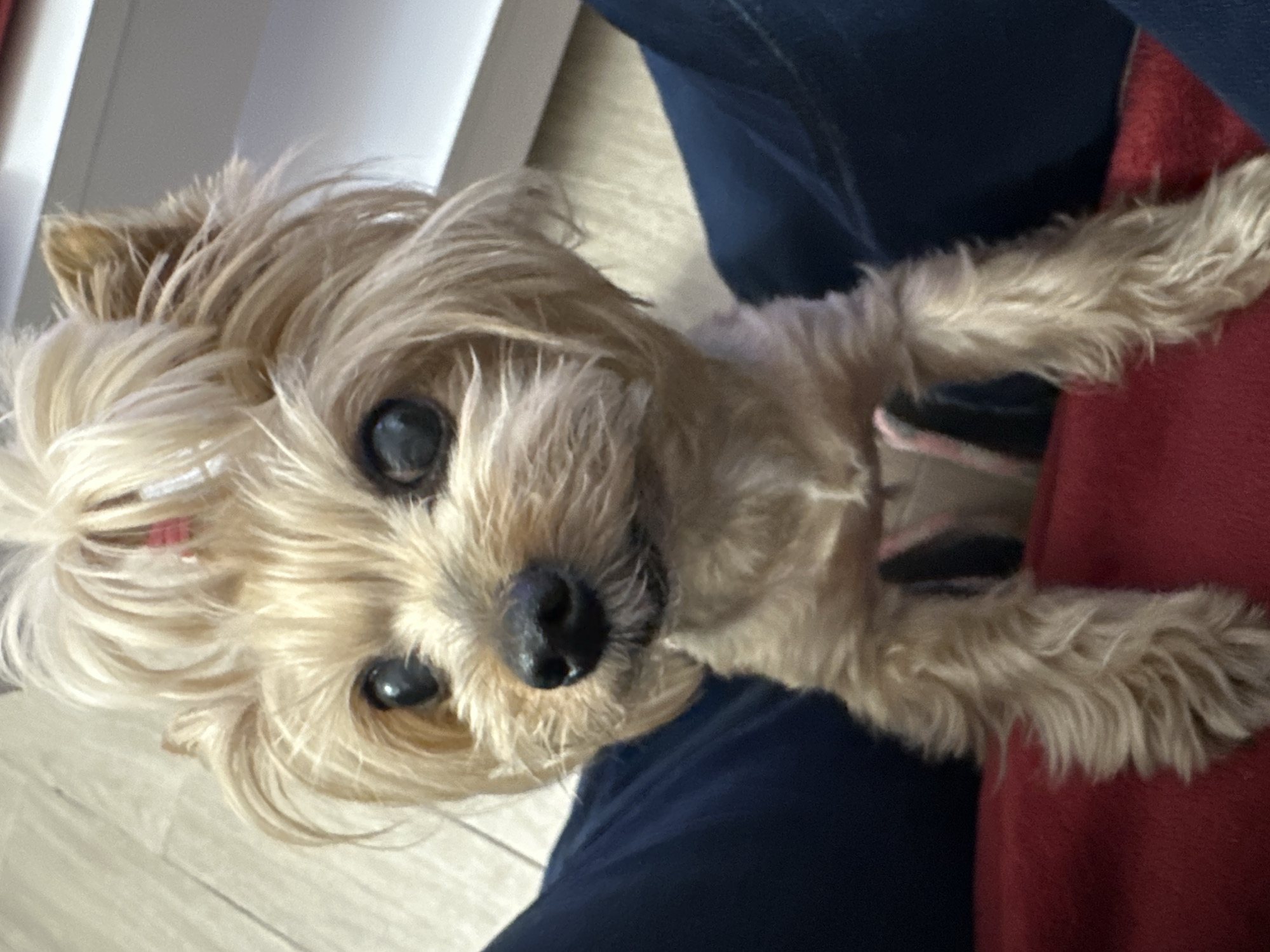 A small, light-colored dog, likely a Yorkshire Terrier or a similar long-haired breed, is the primary subject of the image. The dog has soft, shaggy fur in shades of tan and blonde, dark eyes, and a small, black nose. A tiny red hair clip or bow is visible in the fur above its left eye.
The dog is positioned looking directly upwards towards the camera, appearing attentive and gentle. Its front paws are resting on what appears to be a person's lap or legs, indicated by visible clothing. On the left side of the frame, there is dark blue fabric, likely denim from jeans, and on the right, a section of red fabric, possibly a sweater, blanket, or other clothing item, partially obscured by the dog's body.
The background shows a light-colored floor, possibly wood or tile, and a white vertical object in the upper left, which could be part of furniture or a wall. The lighting suggests an indoor setting with soft, ambient light. The overall scene conveys a feeling of warmth and companionship between the dog and its unseen companion. There is no visible text in the image.