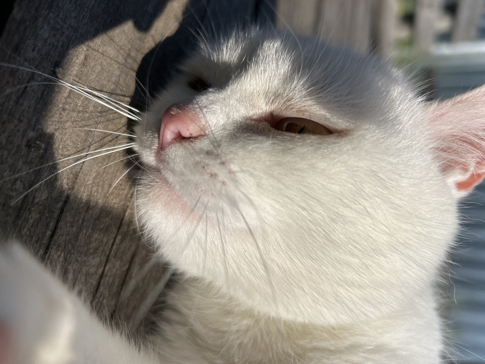 A close-up, low-angle shot captures the face of a white cat lying on a wooden surface. The cat's eyes are partially closed, and its pink nose is visible. Long white whiskers extend outward. The wooden surface appears weathered, with visible grain and some shadow cast across it. In the background, a blurred fence and some greenery suggest an outdoor setting, possibly in a backyard or park within the city of Chaikovsky, Russia. The lighting indicates it is daytime, with sunlight creating highlights on the cat's fur and casting shadows.