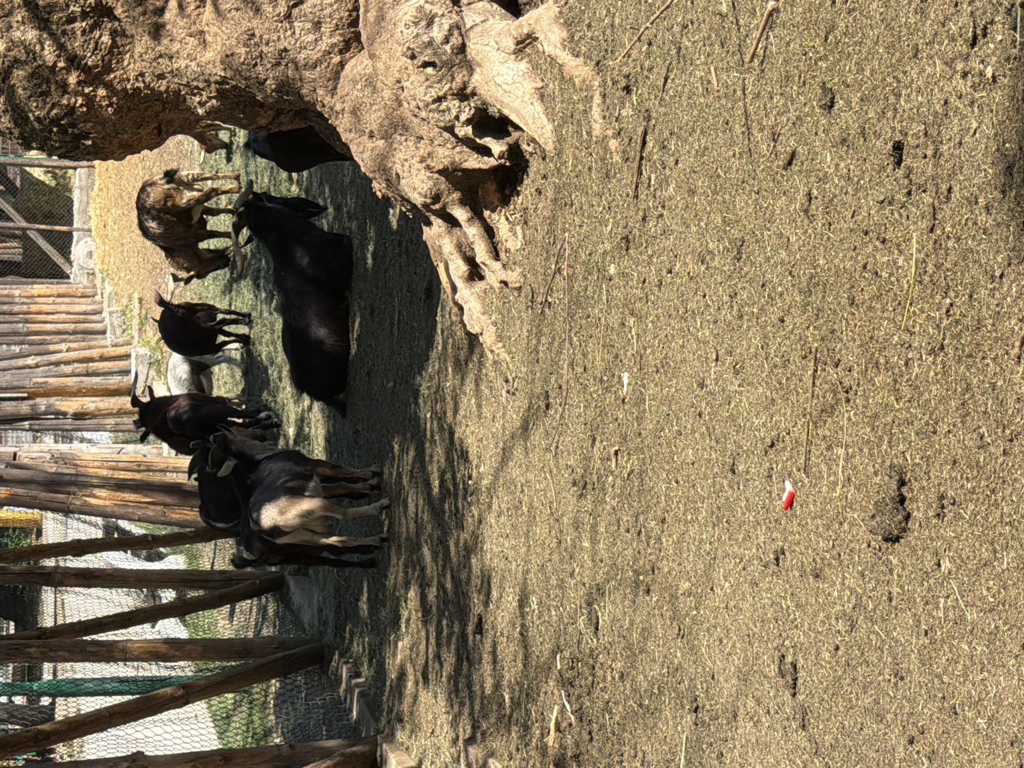 A herd of goats is gathered in an outdoor enclosure, likely at a zoo or farm, in Pazardzhik, Bulgaria. The enclosure features wooden posts and fencing, with dry grass and dirt covering the ground. A large tree root system is visible in the foreground. Several goats are grazing, while others rest. One goat is lying down in the center of the frame, while others stand and move around the enclosure. A small red and white object, possibly litter, is visible in the grass in the lower left portion of the image.