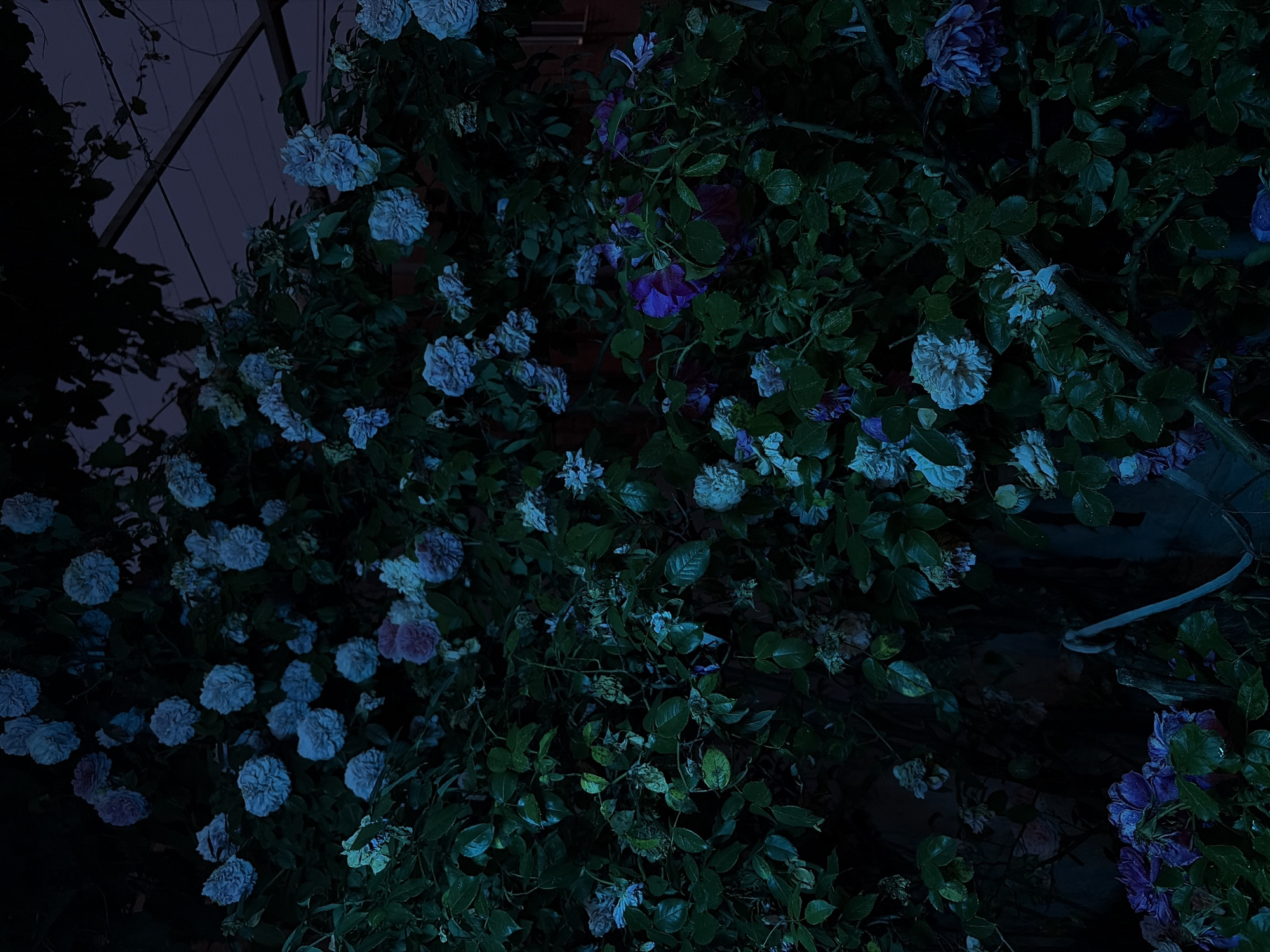 The image depicts a dense rose bush with numerous light blue and some purple flowers and dark green leaves. The lighting is dim, giving the scene a moody, twilight or night-time atmosphere. The roses are in various stages of bloom, with some fully open and others appearing wilted or faded. The foliage is lush and covers most of the frame. In the upper right portion of the image, there is a dark, indistinct structure that appears to be a trellis or arbor with some wires attached. The overall impression is of a natural setting, possibly a garden or overgrown area. No people are visible in the image. The location in the city of Dongaron, Russia, is not discernible from the visual information provided.