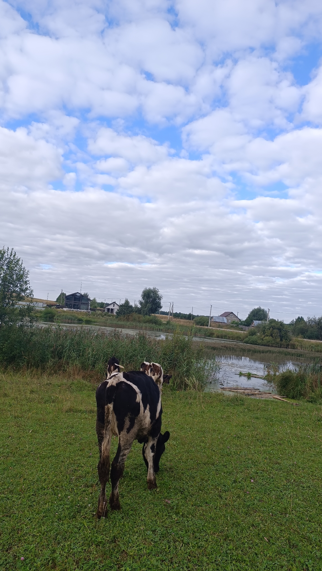 The image depicts a pastoral scene in the vicinity of Karsha, Russia. In the foreground, a black and white cow is grazing on a grassy field. The cow is viewed from behind and is in the process of eating. In the middle ground, a body of water, likely a river or lake, is visible, with reeds and other aquatic vegetation growing along its edges. Several houses and other structures are situated on the opposite bank of the water, suggesting a rural or semi-rural settlement. The background is dominated by a cloudy sky with patches of blue sky visible. The overall impression is one of a peaceful, rural landscape.