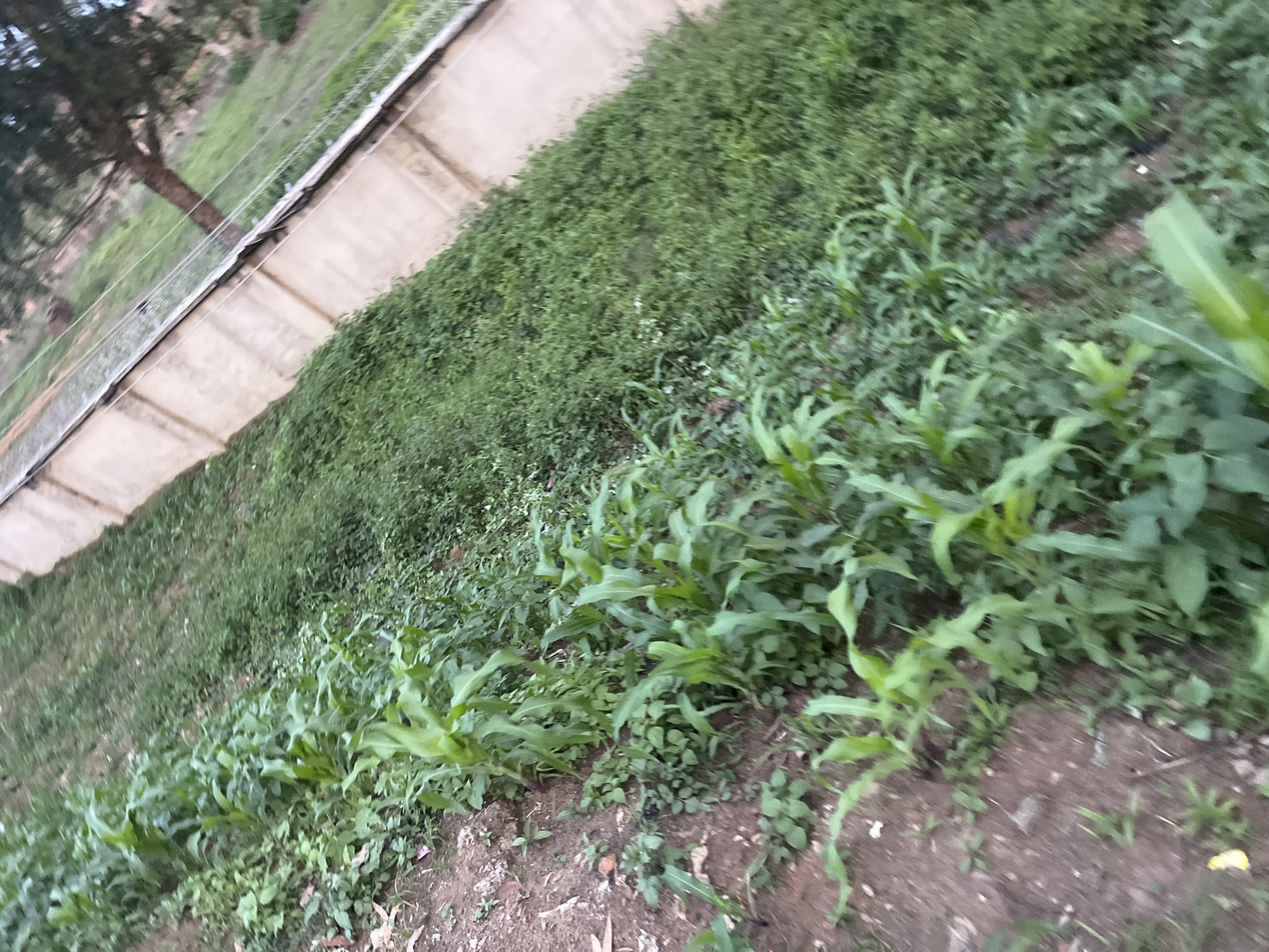The image displays a sloped outdoor environment with rows of young corn plants growing in soil. The corn plants are relatively short and green. Beyond the cornfield, there is a dense area of shorter green vegetation. In the background, a light-colored wall runs diagonally across the frame, topped with wires. Behind the wall, a tree with a visible trunk and branches is situated on a grassy incline. The overall impression is of a rural or agricultural setting, possibly on the outskirts of Gura Top, Nigeria. The scene is captured from a slightly elevated, angled perspective.