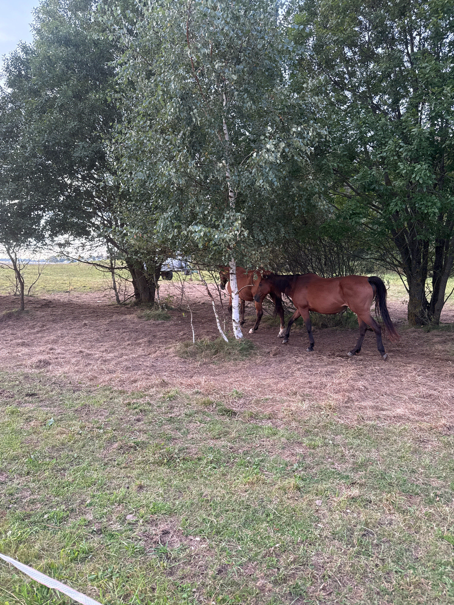 In Galinė, Lithuania, two brown horses stand under the shade of large trees. The ground beneath the trees is covered with dry grass and leaves, indicating a natural, uncultivated area. In the background, a grassy field stretches out, with a white ribbon or fence marking the edge of the foreground. The overall scene suggests a peaceful, rural setting where animals are at ease.