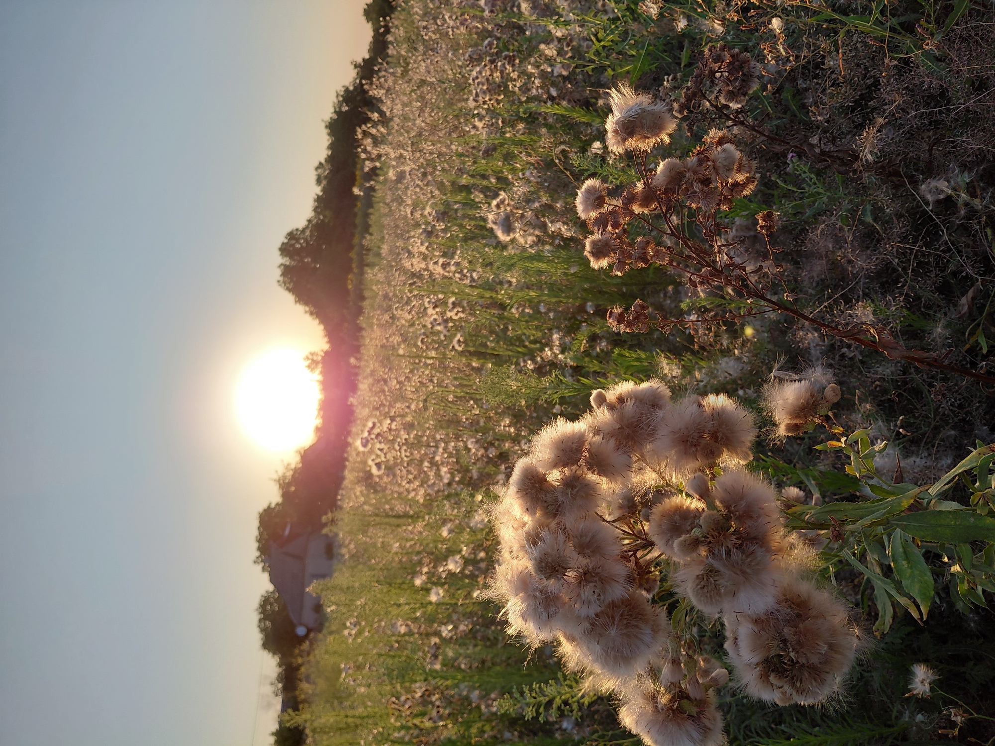 A close-up, low-angle shot captures a field of fluffy, seed-bearing plants in the foreground, backlit by a setting sun. The sun is a bright, diffused orb on the horizon, casting a warm glow across the scene and creating lens flare. In the mid-ground, the field stretches out, filled with similar plants, some in bloom and others gone to seed. In the distance, a few trees and a roofline of a building are visible, suggesting a rural or suburban setting. The sky is a clear, pale blue.