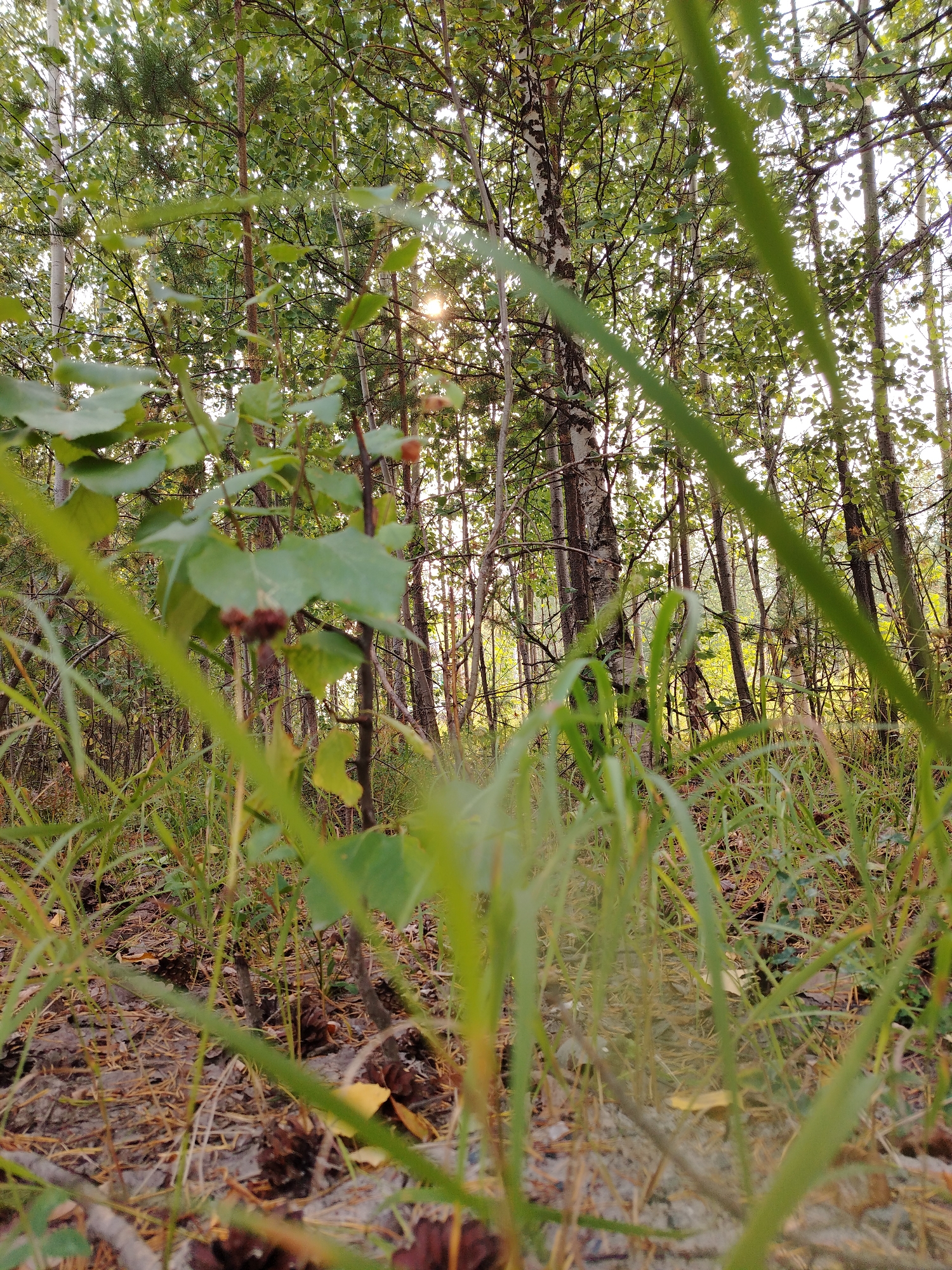 The image shows a close-up view of a forest floor with tall grass and trees in the background. The sun is visible through the leaves, creating a dappled light effect. The ground is covered with fallen leaves, pine needles, and pine cones. The trees appear to be a mix of birch and pine. The overall scene suggests a natural, outdoor environment, possibly a park or a wooded area. The image is taken from a low angle, giving a sense of being immersed in the vegetation. There are no people or animals visible in the image. The location is specified as Muravlenko, Russia, which is known for its coniferous forests and wetlands, consistent with the visual elements present.