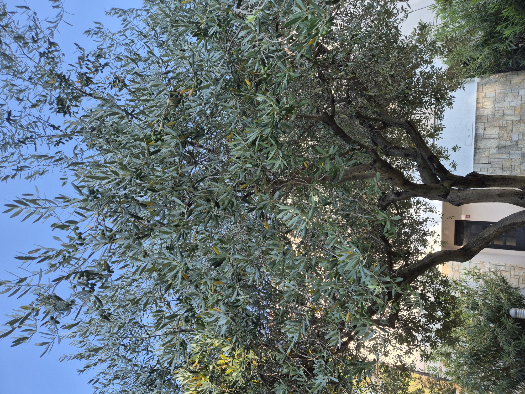 A mature olive tree with green olives stands prominently in front of a building with a stone-tiled facade and a dark door. The tree's branches are dense with silvery-green leaves, and the blue sky is visible through the foliage. The building appears to be a residential or commercial structure, with a sign displaying "713 - 718" on its exterior wall. The overall scene suggests a Mediterranean setting, likely in a city like Umag, Croatia, known for its olive groves and coastal architecture. There are no people visible in the image.