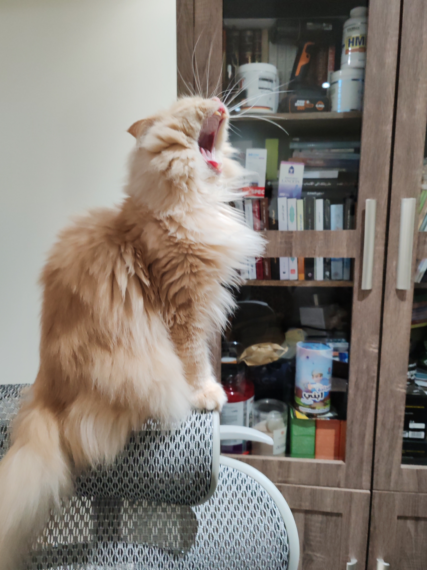 A fluffy, light orange cat is captured mid-yawn while perched on the back of a grey mesh chair. The cat's mouth is wide open, revealing its pink tongue and teeth. Behind the cat, a wooden cabinet with glass doors displays various items on its shelves. These include a power drill, white containers, books, and a cylindrical object with colorful illustrations. The background wall is a plain, light color. The scene appears to be indoors. There is no indication of this being in the city of Dubai, United Arab Emirates.