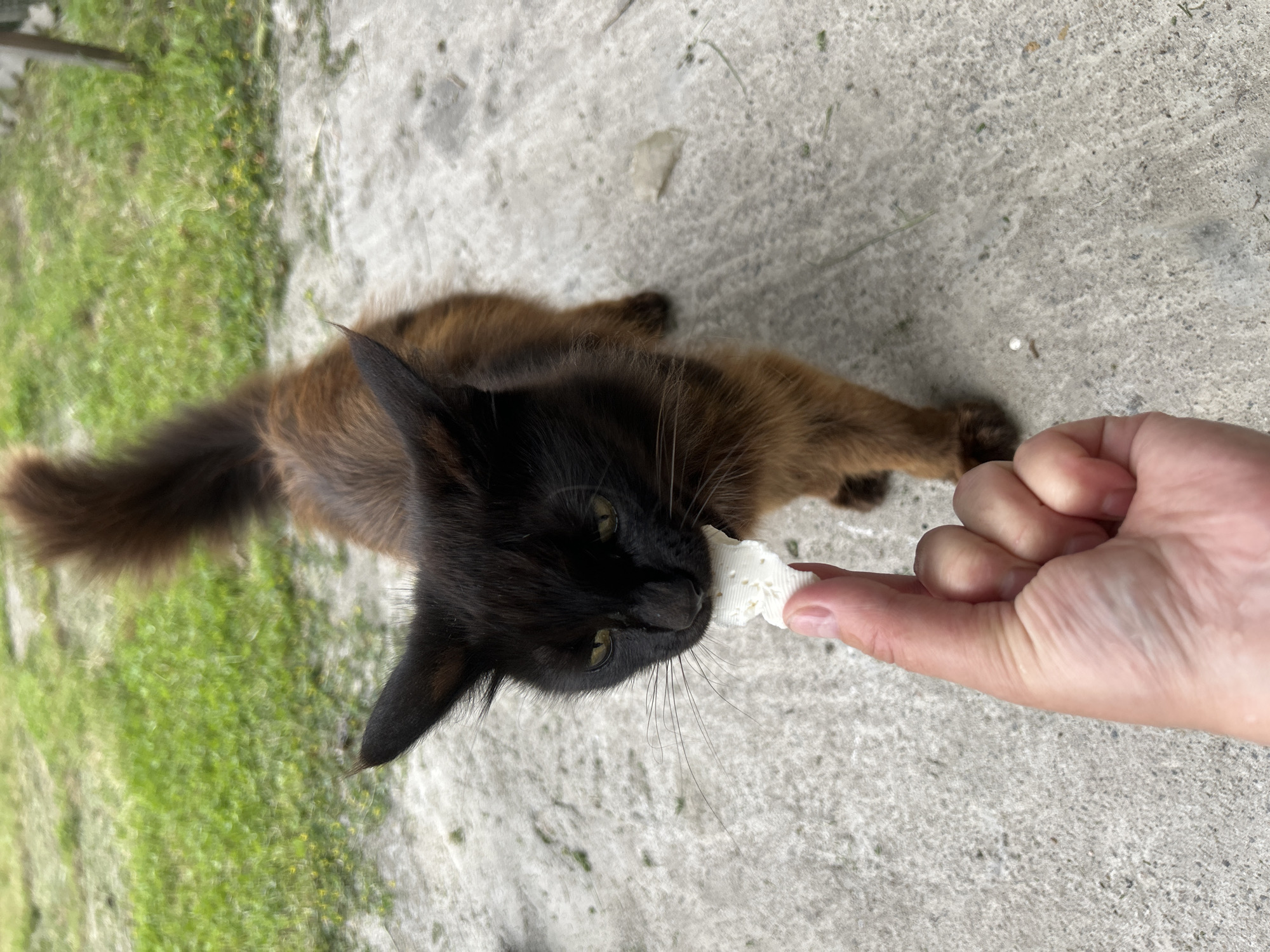 A black and tan cat is eating a piece of food from a person's hand. The cat has yellow eyes and a long tail. The food is white and appears to be a small piece of cheese. The scene is outdoors, with a concrete ground and green grass in the background. The image was taken in Bila Tserkva, Ukraine.