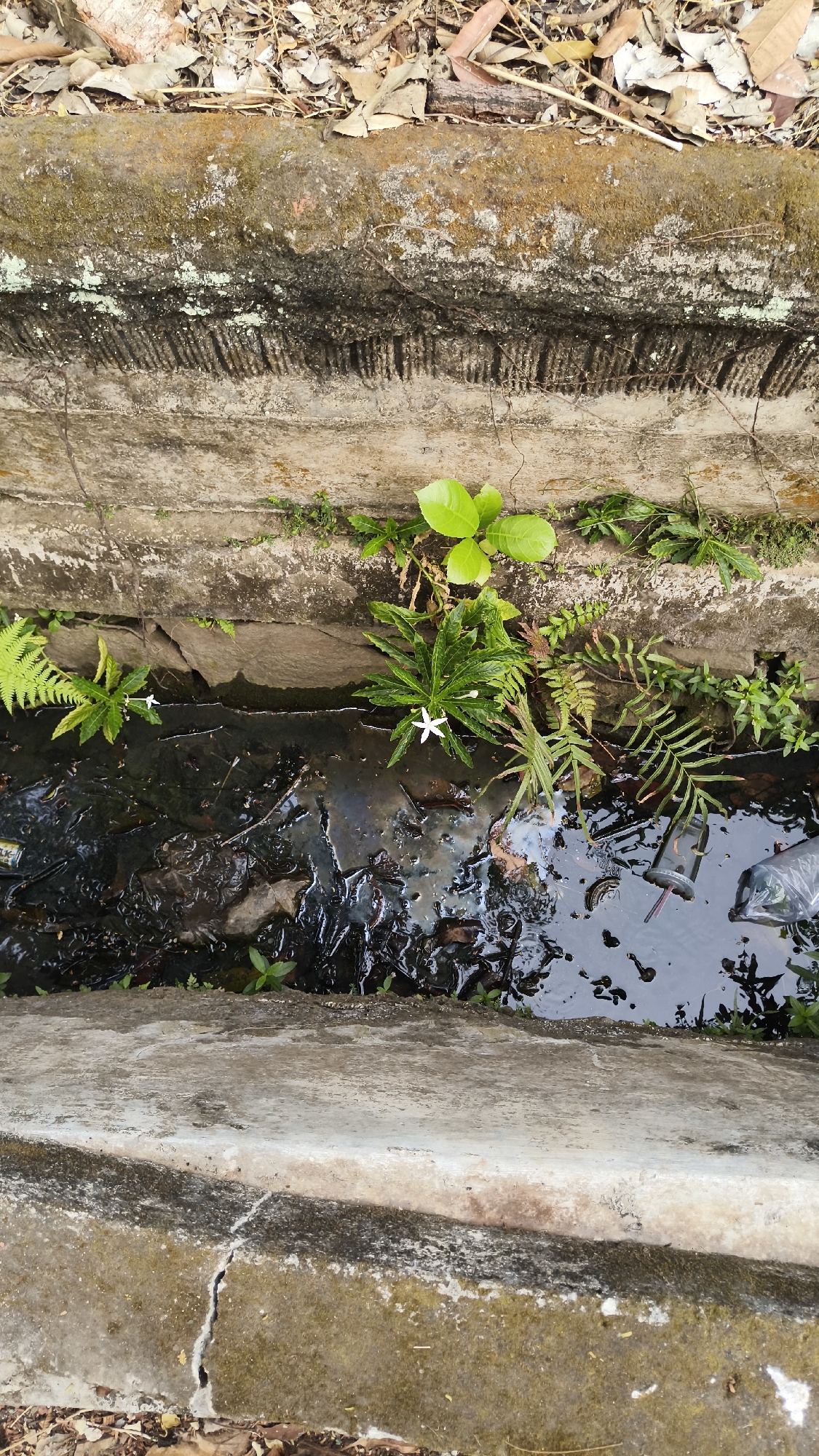 The image shows a close-up, overhead view of a concrete drainage ditch in South Jakarta, Indonesia. The ditch contains murky water with debris, including leaves and plastic waste. Several types of vegetation are growing along the edges and in the water, including ferns and leafy plants. A small white flower is visible in the center of the ditch. The concrete edges of the ditch are weathered and stained, with some signs of moss and plant growth. The overall scene depicts an urban natural environment, common in the drainage systems of a city.