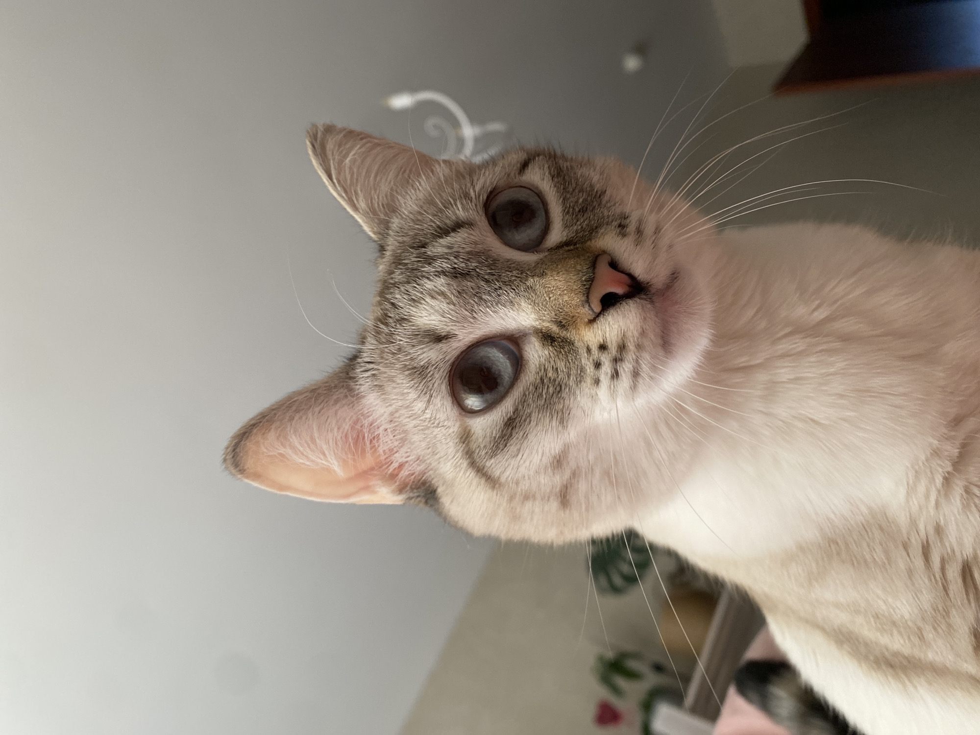 A close-up, low-angle photograph features a domestic cat looking directly down into the camera. The cat, likely a Lynx Point Siamese or similar breed, has light cream and white fur adorned with distinctive grey-brown tabby markings around its eyes, on its forehead, and on its pointed ears. Its large, round eyes are a striking dark blue-grey, intently focused on the viewer, with noticeable reflections of ambient light. A small, pink nose is centered on its face, and long, prominent white whiskers extend outwards from its muzzle.
The background primarily consists of a plain, light grey ceiling or wall, with a faint, white, swirling light fixture or decorative element visible towards the top-left. A darker, indistinct area to the upper right may be furniture or another part of the room. In the bottom-right corner, a blurry pattern of green leaves and red hearts on a light background suggests a soft furnishing like a blanket or cushion. The scene is illuminated by soft, even lighting, indicative of an indoor setting without harsh shadows. The cat's expression conveys curiosity and direct engagement. The image was captured in Yekaterinburg, Russia.