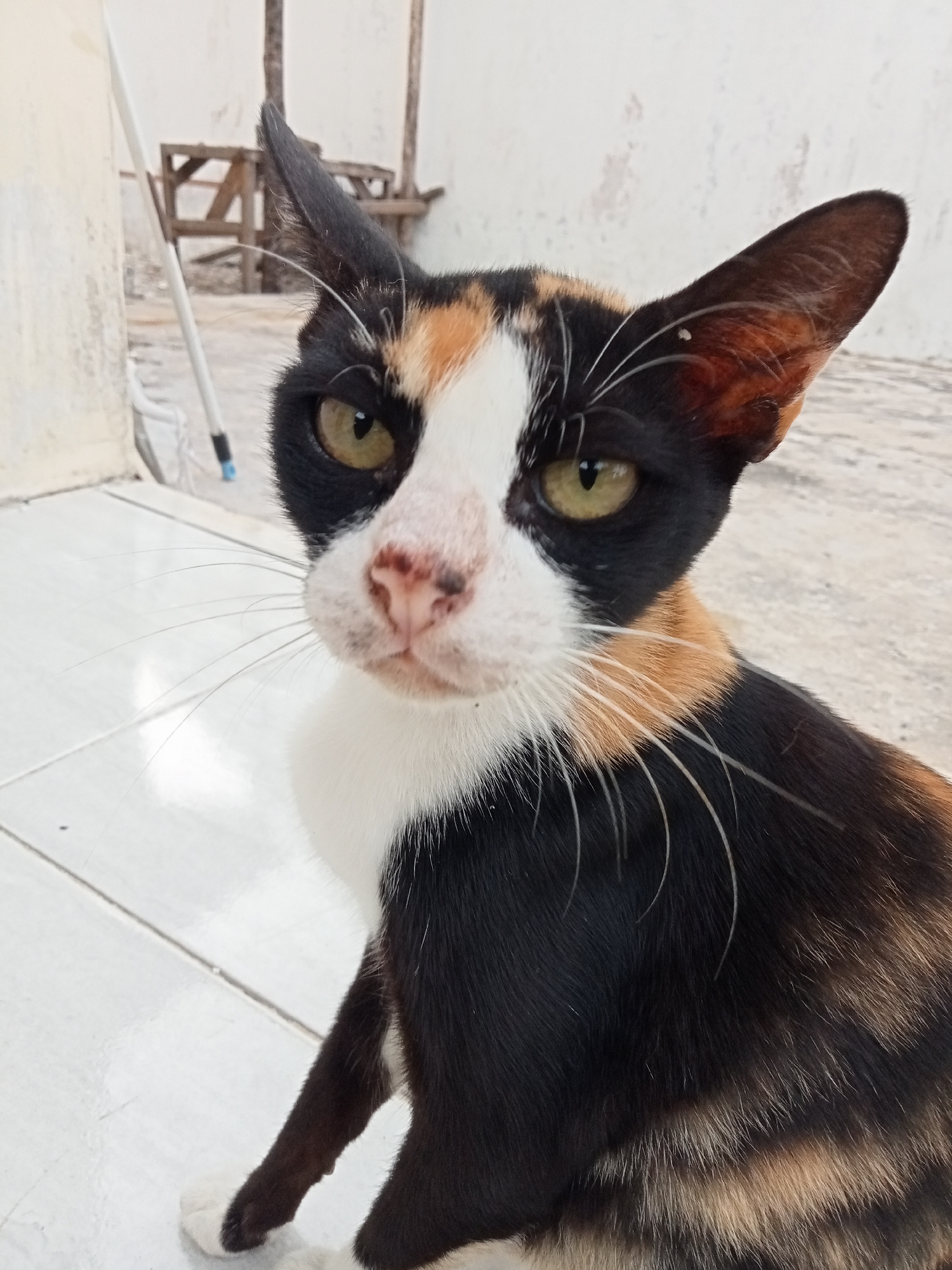 A calico cat with green eyes and a pink nose sits on a tiled floor. The cat's fur is a mix of black, white, and orange. In the background, a wall and some wooden furniture are visible. The scene appears to be outdoors, possibly in a yard or alleyway, in Kualu, Indonesia.