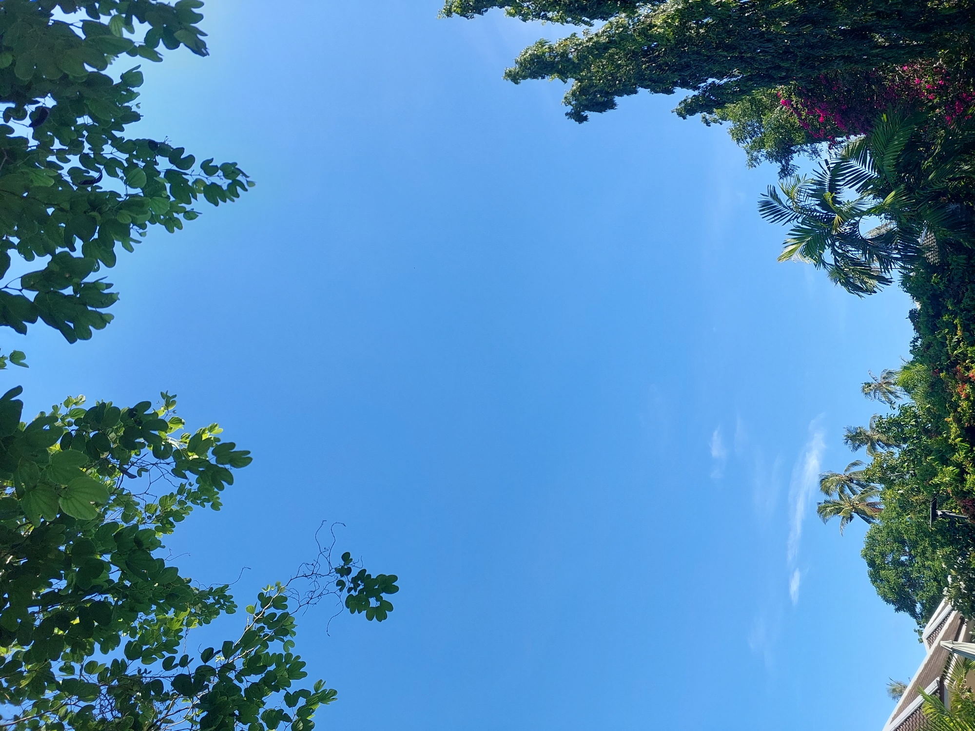 The image depicts a clear blue sky with scattered wispy clouds. The tops of various trees and foliage frame the sky from the sides and bottom of the frame. In the lower left corner, a portion of a white-tiled roof is visible, suggesting residential structures. The vegetation includes palm trees and other lush greenery, with a vibrant cluster of pink flowers on the right side. The overall scene is consistent with an outdoor environment in Baan Mae Nam, Thailand, characterized by tropical vegetation and bright, sunny weather. There are no people or discernible actions in the image.