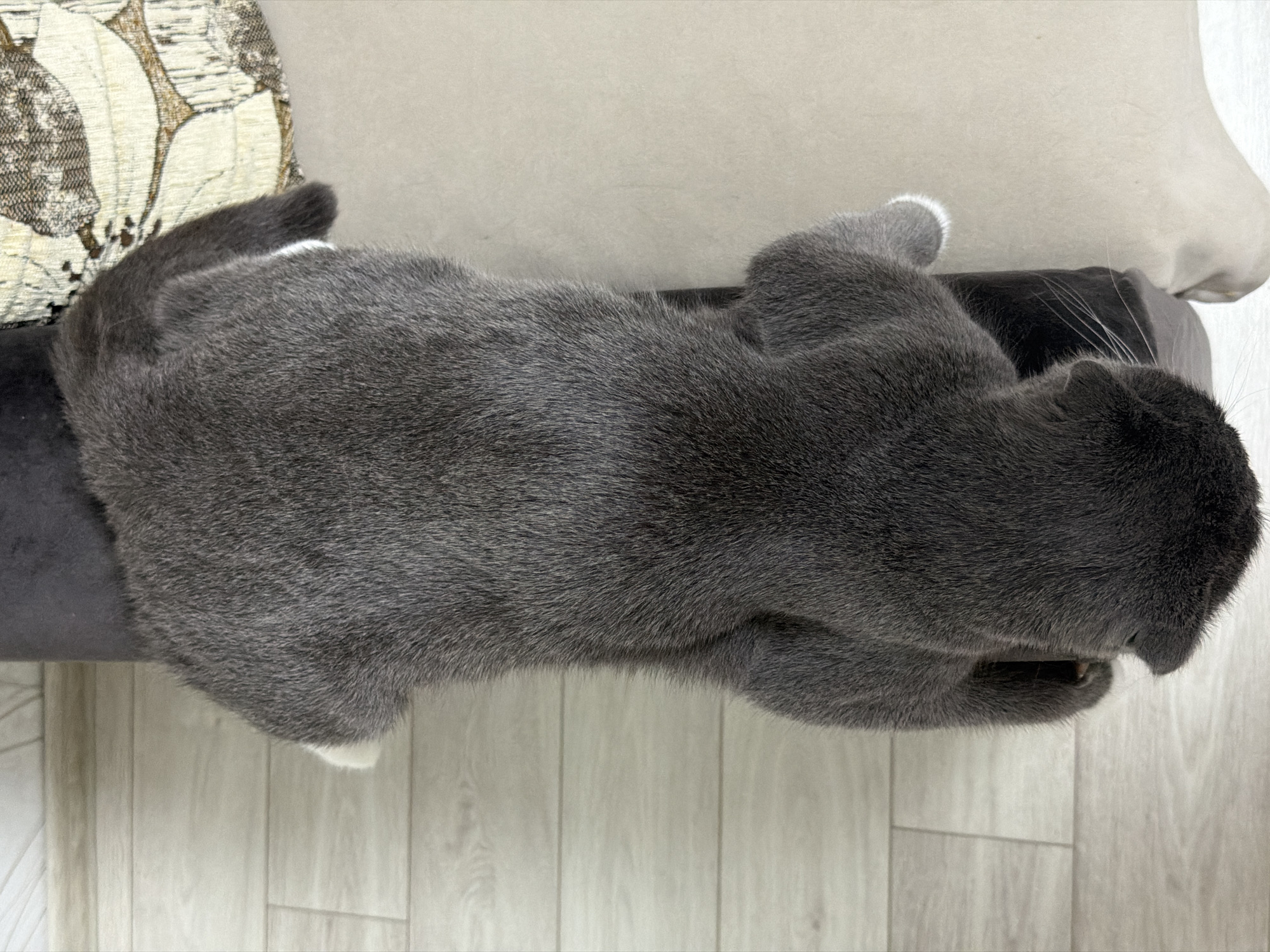 A gray cat with white paws rests on a dark gray sofa with a patterned cushion, in a room with a light-colored wooden floor. The location is inferred to be Chaikovsky, Russia, based on the prompt's instruction.