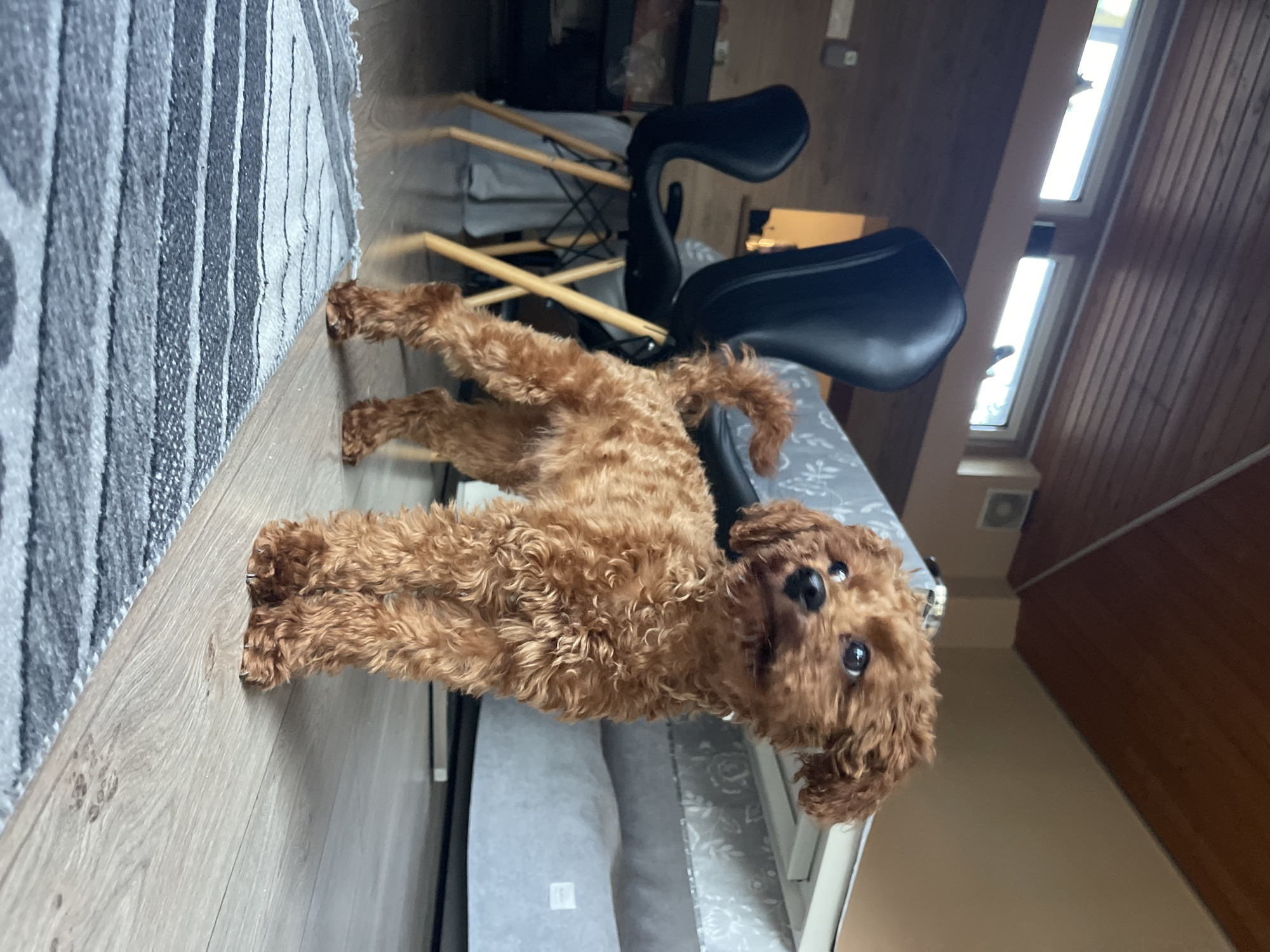 A medium-sized brown poodle dog lies on its back on a gray patterned cushion underneath a black chair with a wooden frame. The dog is positioned near a gray and white striped rug on a light brown wooden floor. The background shows a room interior with a wooden ceiling, white window frames, and beige-painted walls. The location is potentially in a residential area. No information suggests that the scene is in Sofia, Bulgaria.