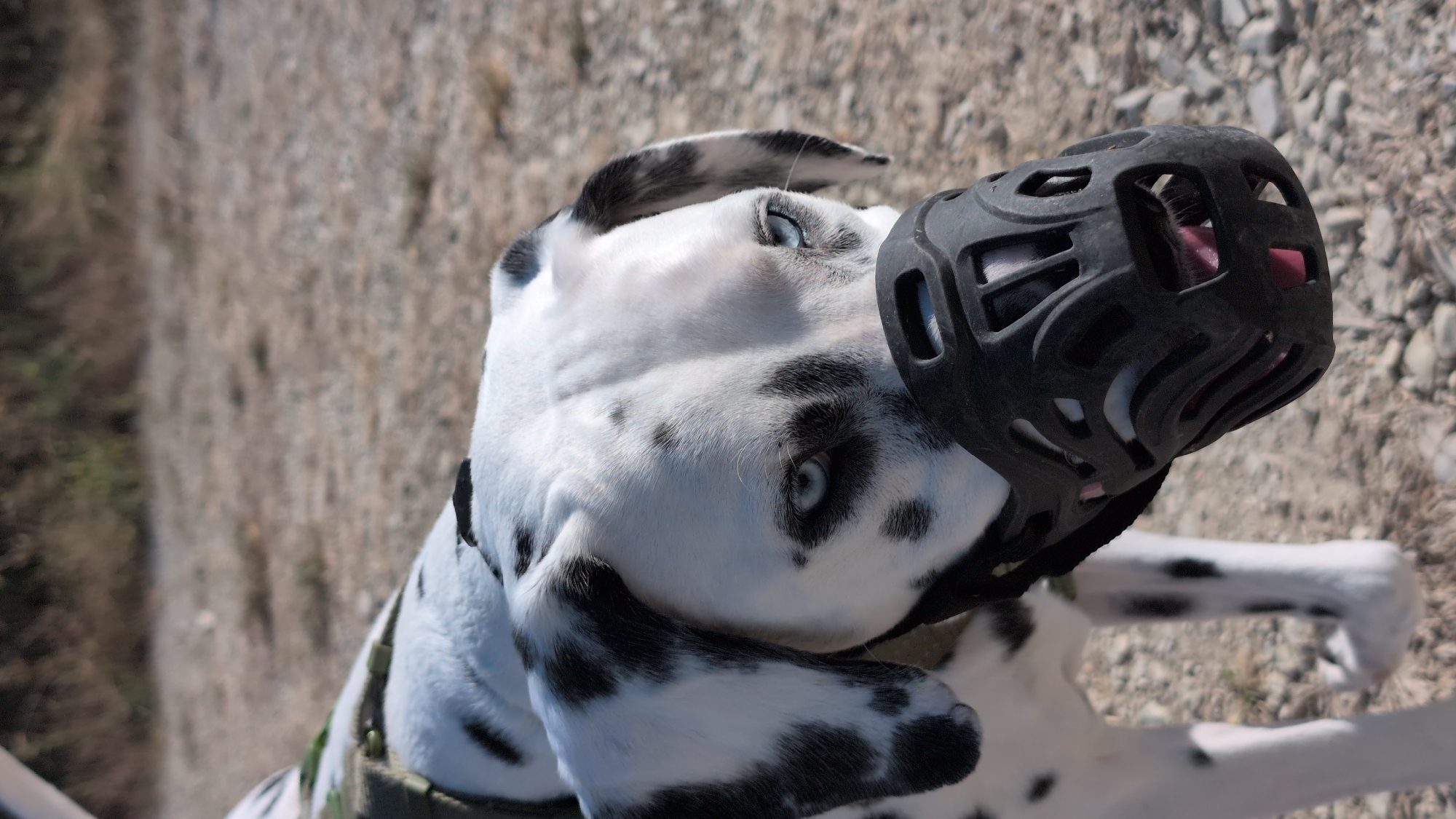 A close-up, eye-level shot shows a Dalmatian dog wearing a black muzzle in an outdoor, rocky environment. The dog has blue eyes and black spots on its white fur. Its tongue is visible through the muzzle. The background is out of focus, showing a gravelly or stony surface with dry vegetation in the distance.