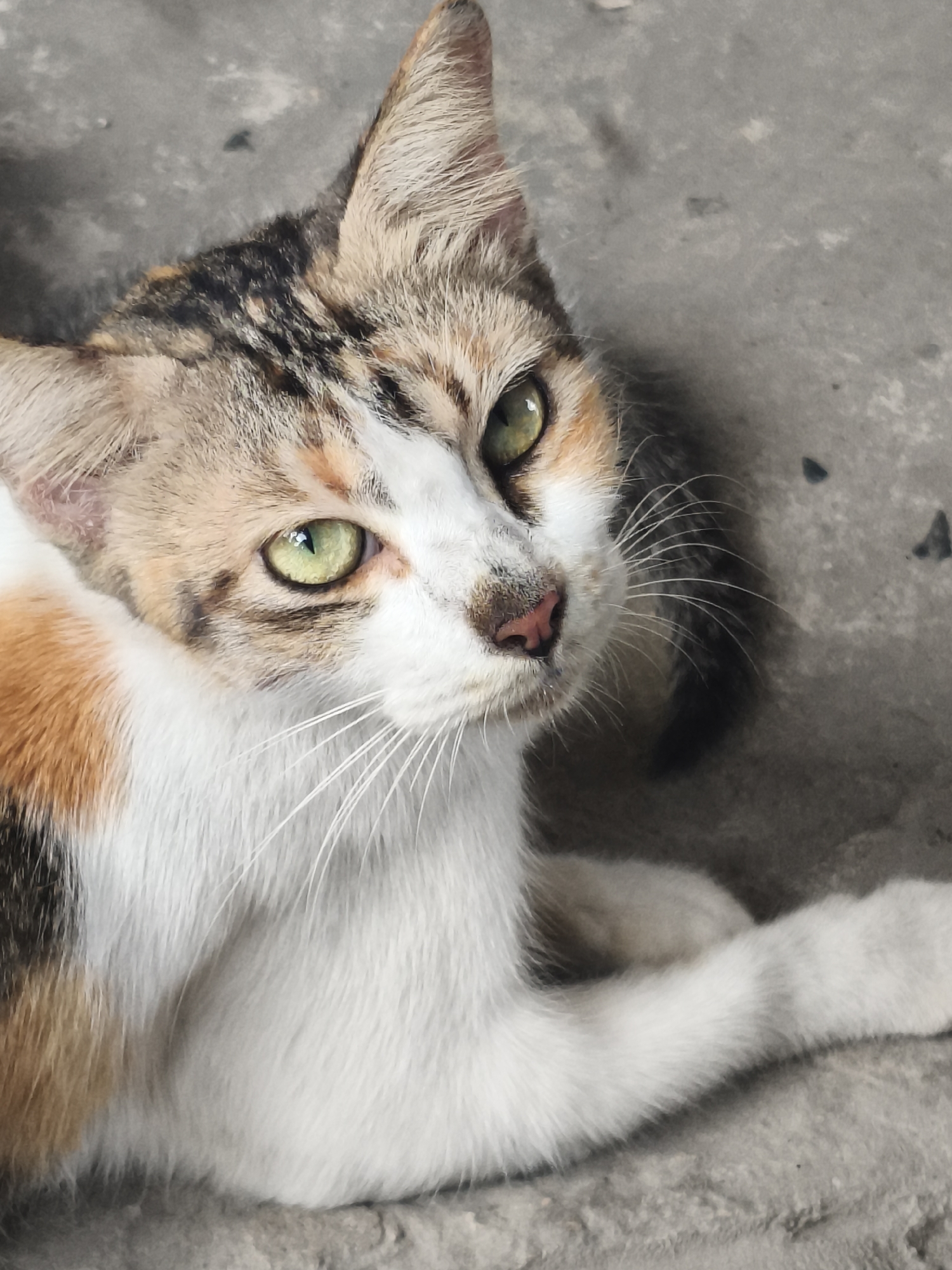 A calico cat with green eyes and white, orange, and black fur is lying on a gray concrete surface, likely a sidewalk or floor. The cat's head is turned upwards and to the right, with its gaze directed slightly off-camera. Its left paw is extended forward. The background consists of the textured concrete, with some dark specks and shadows. The image is a close-up shot, focusing on the cat's face and upper body. The location is Samarinda, Indonesia.