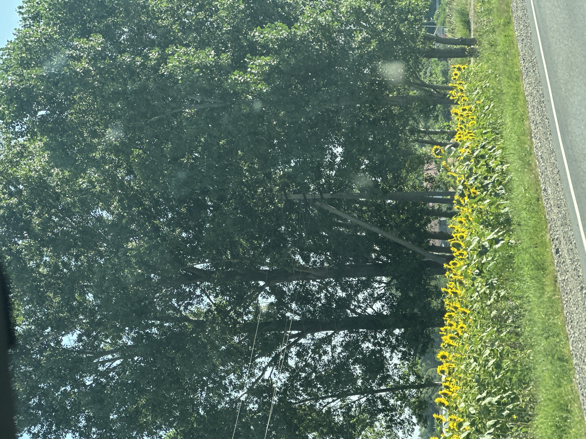 This image depicts a rural scene in Kazenno-Kuzhorskii, Russia. In the foreground, a dirt road is visible with a strip of grass and gravel alongside it. Beyond the road, a vibrant field of sunflowers stretches across the landscape, their bright yellow petals contrasting with the lush green foliage. Behind the sunflowers, a line of tall, mature trees forms a dense canopy. A few utility poles are interspersed among the trees, with power lines running overhead. The overall environment suggests a warm, sunny day in the countryside. There are no people or animals visible in the image.