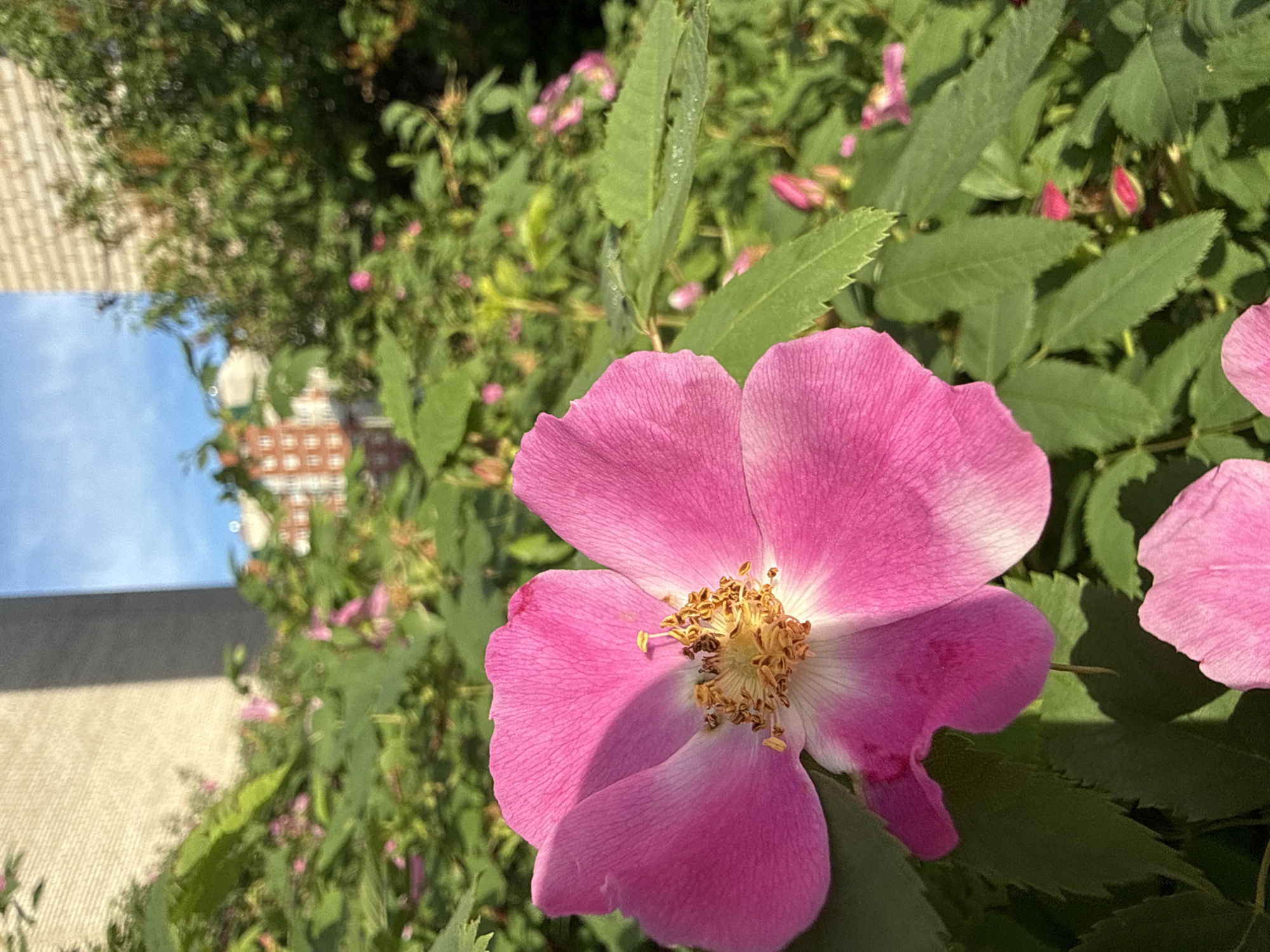A close-up photograph captures a vibrant pink flower, likely a wild rose, positioned prominently in the foreground, slightly to the right of the center. The flower features five broad petals, transitioning from a rich fuchsia at the edges to a lighter pink or almost white near its core, where a dense cluster of yellow-orange stamens is visible.
The background is softly blurred, showcasing abundant green foliage dotted with numerous other smaller pink flowers and buds, suggesting a dense shrub or bush in bloom. Above and to the left of the foliage, a clear blue sky is visible.
Architectural elements appear in the upper left background, partially obscured by the greenery. A light-colored building with a textured facade is seen on the far left, while a larger, reddish-brown brick building stands further back, slightly to the right, also peeking through the leaves.
The image is brightly lit, indicating a sunny day, likely morning or afternoon. There are no people or specific activities depicted, presenting a serene moment where natural beauty coexists with urban structures. No visible text is present in the media file. The scene is set in Chaikovsky, Russia.