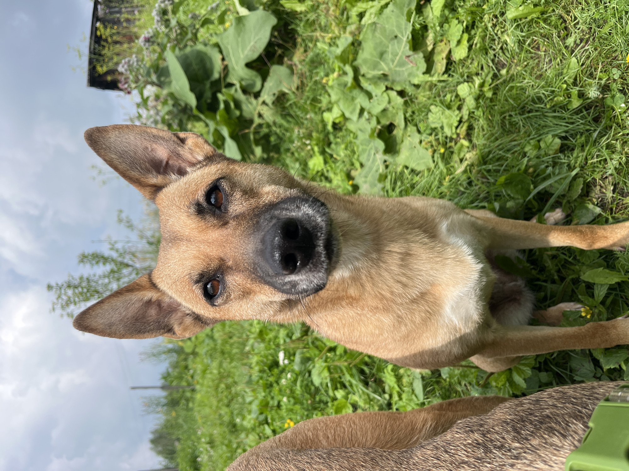 An overhead, close-up, medium shot captures a light brown dog with erect ears and dark brown eyes looking directly at the camera. The dog is sitting in a grassy area with other dogs partially visible. A weathered wooden structure is visible in the background, along with a cloudy sky. The scene appears to be a backyard in Nizhny Tagil, Russia, on a sunny day.