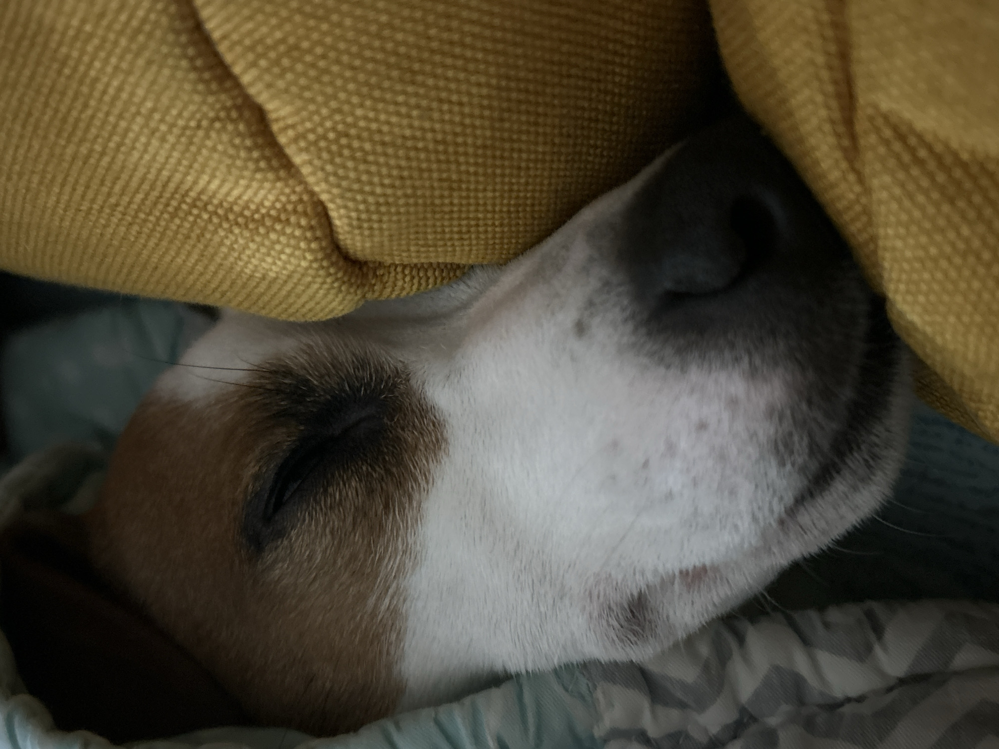 The image shows a dog, possibly a Jack Russell Terrier mix, sleeping with its head tucked under a yellow pillow. The dog is lying on a blue and gray patterned surface. The dog's face is visible, with a closed eye and a black nose. The background is out of focus. There is no information that indicates that the image was taken in Chaikovsky, Russia.